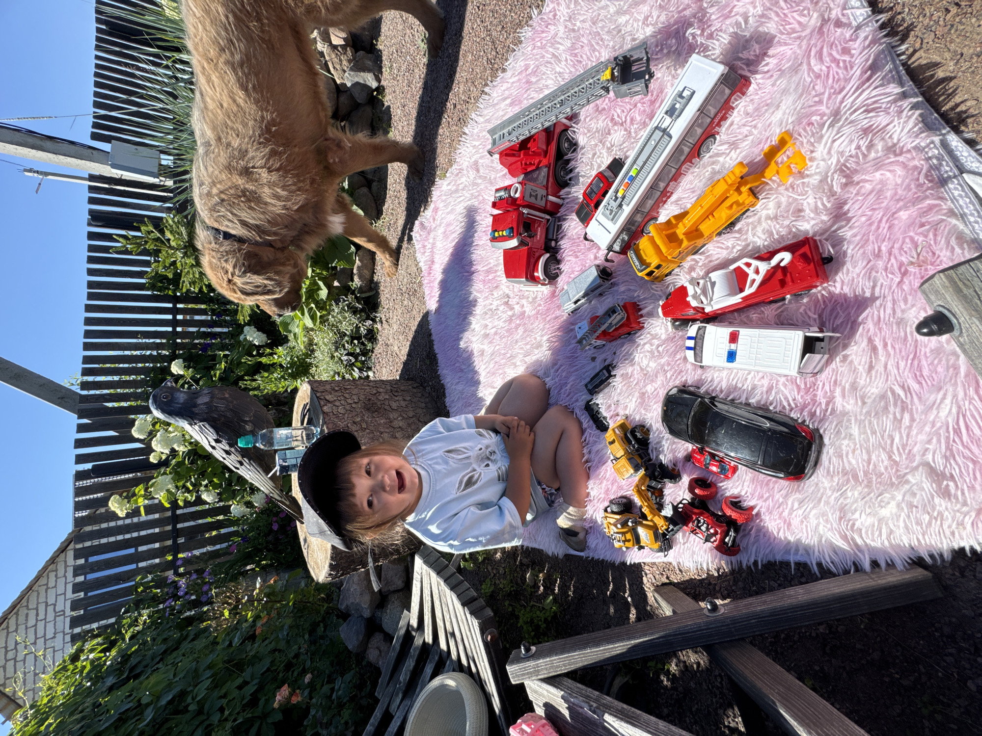 In Kempelevo, Russia, a young child wearing a light blue t-shirt with a bunny graphic and a black baseball cap sits on a pink fluffy rug outdoors. The child is looking up and smiling. Scattered around the child on the rug are various toy vehicles, including excavators, construction trucks, a black car, a red monster truck, a fire truck, a police car, and a bus. To the left of the child, a wooden bench is visible, and behind the child is a wooden stump with a decorative bird sculpture and a bottle of water. In the background, a large, shaggy, light brown dog is walking, and a wooden fence with green foliage and flowers is present. The ground is covered in gravel. The scene appears to be a backyard on a sunny day.