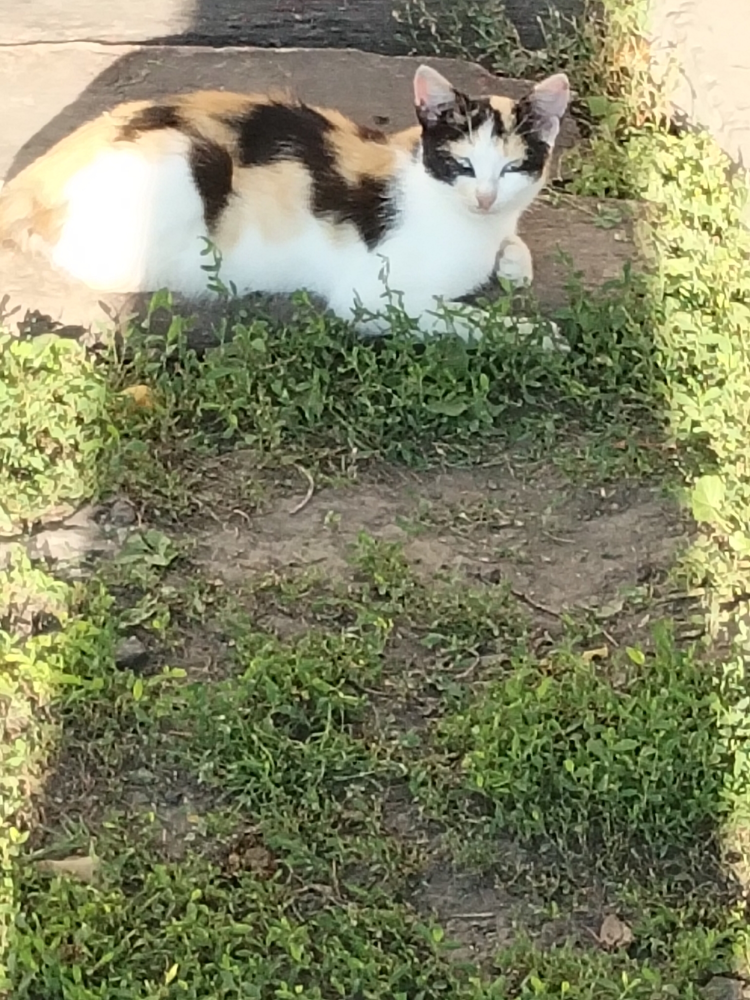 A calico cat with white, black, and tan fur is lying down on a rough, gray surface, possibly concrete or stone, with patches of green grass and dirt surrounding it. The cat is facing the camera, with its head slightly tilted and eyes open. The background shows more grass and a blurred, light-colored area, suggestive of a sunny outdoor environment. The scene appears to be an outdoor location within the village of Kliushnykivka, Ukraine.