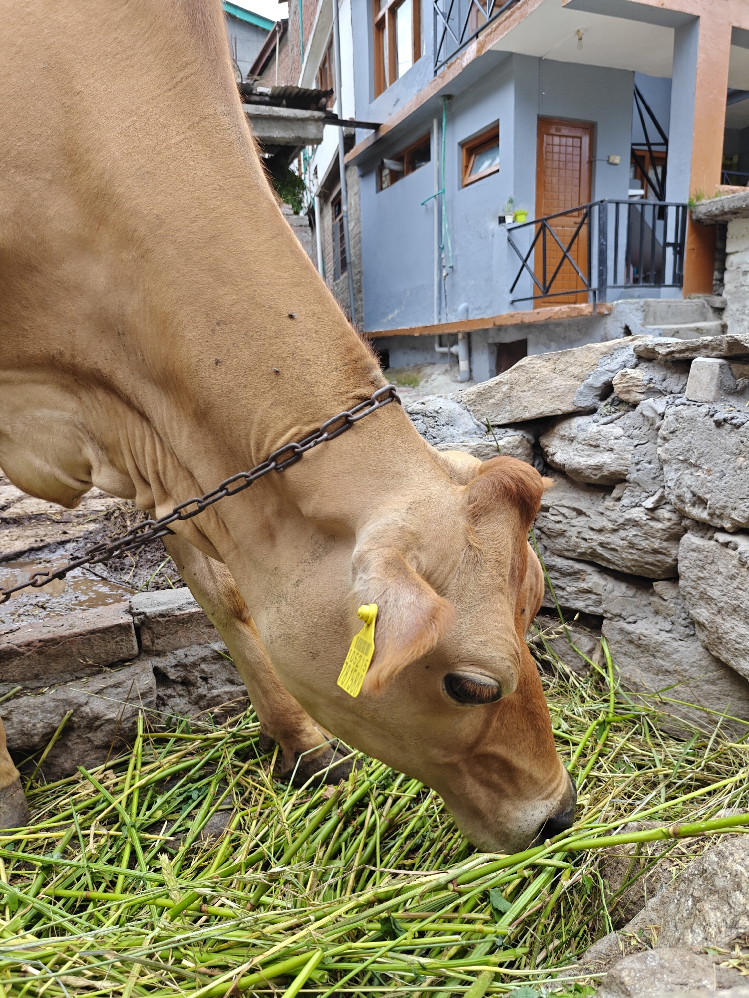 A close-up shot captures a brown cow grazing on a pile of green fodder in Vashisht, India. The cow's head is lowered, with its snout buried in the food. A metal chain is visible around its neck, attached to a yellow tag with numbers. The background shows a multi-story building with blue and grey walls and wooden doors, along with rough stone walls and dirt ground. The lighting suggests it is daytime.