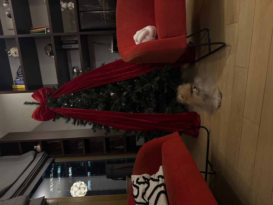 A small dog with tan fur sits on a wood floor near a Christmas tree decorated with a large red bow and velvet ribbon. The tree is positioned between two red armchairs, one with a white pillow and the other with a black and white pillow. In the background, a dark bookshelf is filled with books and decorative objects. A large window shows lights from buildings.