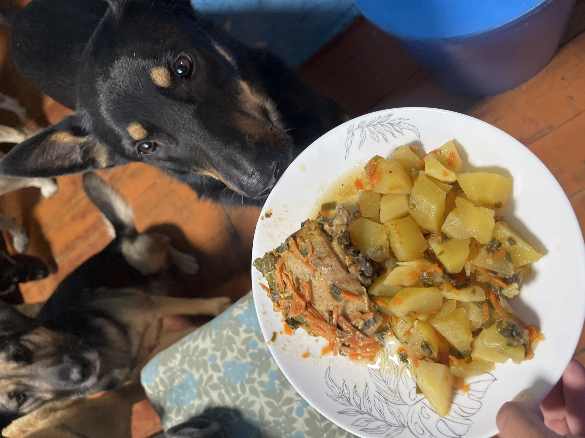 In this overhead shot, a black and tan dog with warm brown eyes looks intently at a plate of food placed on a wooden floor. The plate is white with a delicate floral pattern along the rim and contains a hearty serving of diced potatoes, carrots, and what appears to be meat or fish. The food is glistening, suggesting it's freshly cooked.
The dog's face is a focal point, its ears alert and its gaze fixed on the meal. Around the plate, other dogs, partially visible, are lying down, also present in the scene. The setting seems to be indoors, with a glimpse of a blue bucket in the background and a floor that appears to be made of wood or linoleum. The lighting suggests daytime, possibly in a home environment. The overall mood is one of anticipation and shared mealtime among the dogs, with the primary dog exhibiting a clear interest in the food. There is no visible text in the image.