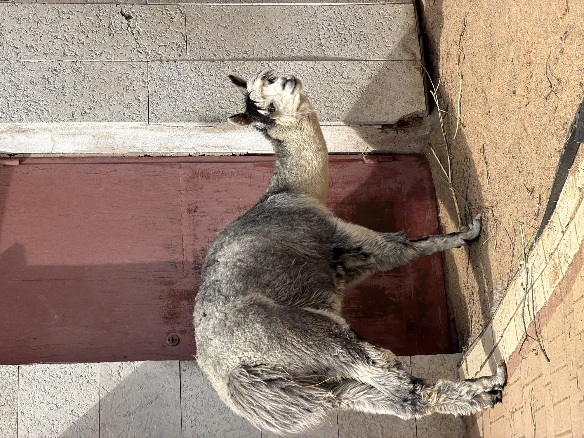 A grey and white alpaca stands on sandy ground in front of a weathered red door and a stone wall. The alpaca's fleece is long and shaggy, with darker grey markings on its hindquarters and legs, and a white face with black markings around its eyes and ears. Its head is turned to the right, and it appears to be looking away from the camera. The ground is a mixture of sand and cobblestones. The scene is outdoors, with sunlight casting shadows. The image does not contain any elements that would place it in Saint Petersburg, Russia.