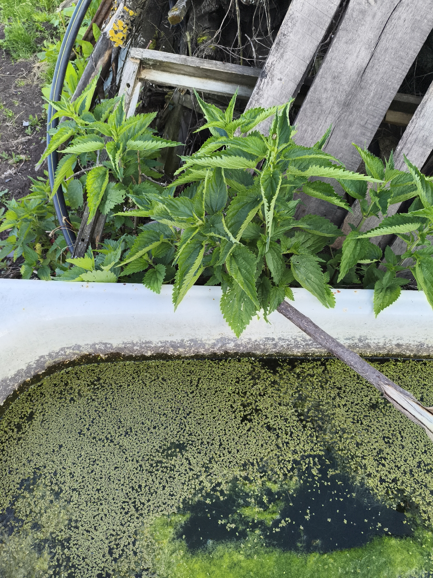 A close-up, high-angle view of the rim and surface of an old, white bathtub, partially filled with murky water covered in dense green duckweed and algae. Several stinging nettle plants with serrated leaves grow from behind the bathtub and trail over its edge, with one stem extending across the water's surface. In the background, there is a pile of weathered wooden planks and debris, with some green grass and dark soil visible. The location is identified as Ilmino, Russia. There are no people or animals visible in the image.