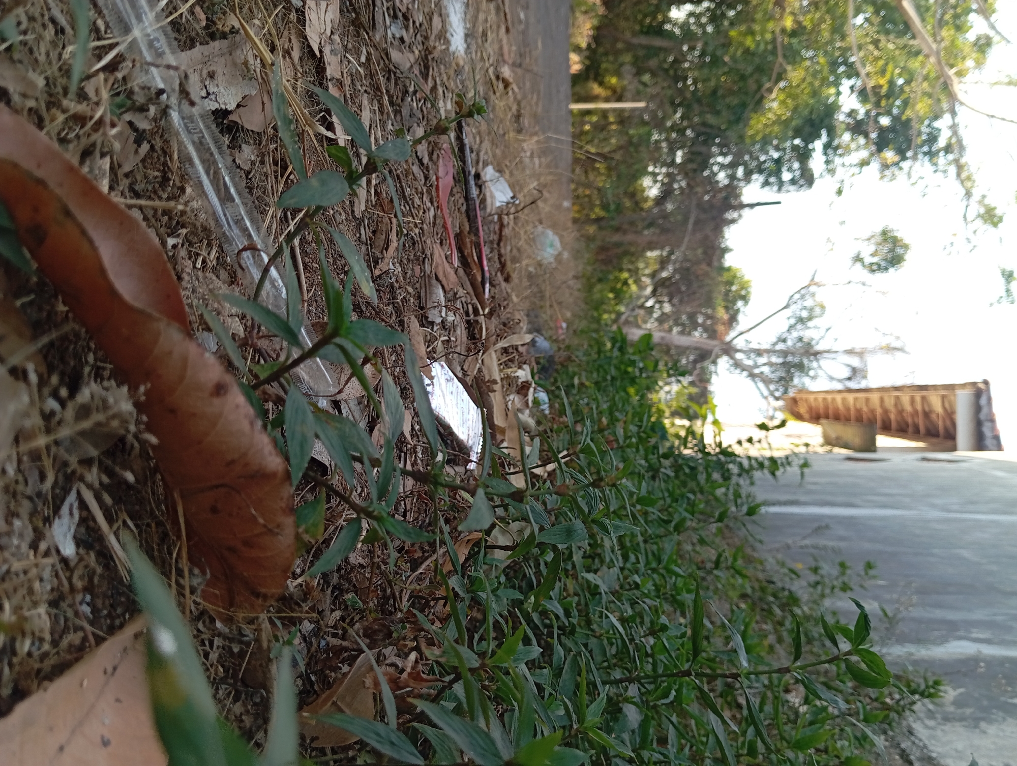 The image depicts an outdoor scene with a focus on the ground level. In the foreground, there are fallen leaves, dry grass, and some scattered debris including plastic items. Several green plants are growing amidst the dry vegetation. To the right, a section of a building's exterior wall is visible, appearing to be made of concrete. The building has a roofline with terracotta tiles and an overhang. In the background, a road or path is visible, bordered by trees and vegetation, with the sky overhead. The lighting suggests it is daytime, possibly late afternoon, given the warm tones. The overall impression is one of a somewhat unkempt area, likely a neglected roadside or backyard.