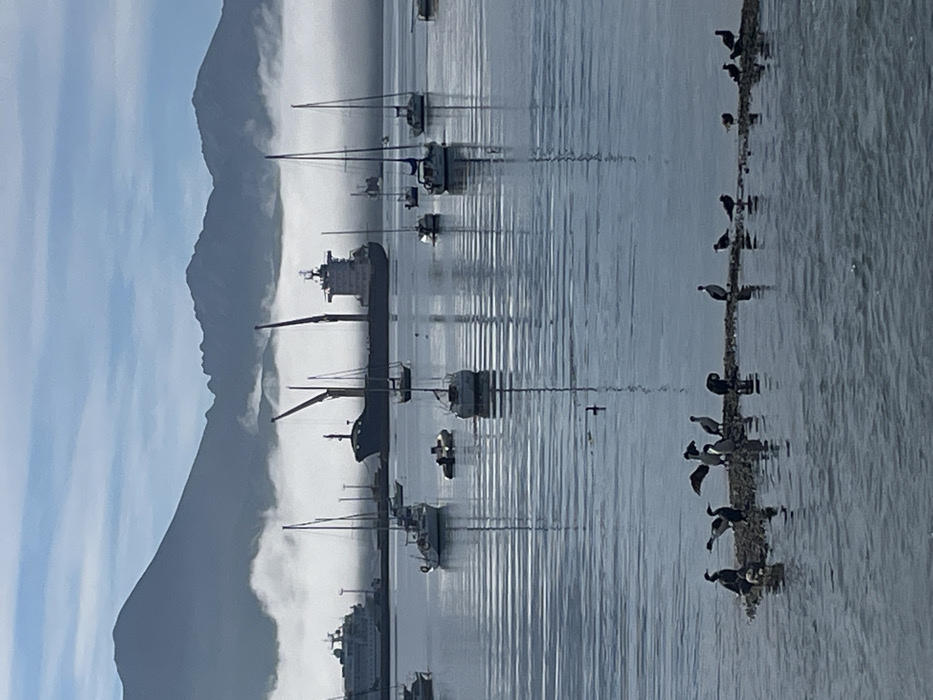The image depicts a maritime scene in the bay of Ushuaia, Argentina. In the foreground, an elongated, low-lying rocky islet serves as a resting place for approximately 20-25 dark-feathered birds, likely cormorants. One bird near the center of the islet displays outstretched wings, while others stand or preen. The midground features calm, rippled water reflecting the sky and distant objects. Numerous sailboats with visible masts are moored across the bay, their reflections elongated on the water's surface. A small, yellow-colored inflatable dinghy, occupied by two individuals, is positioned amidst the sailboats. In the background, a large dark cargo ship, equipped with two prominent cranes, is anchored or docked. To its left, a multi-decked white passenger vessel, possibly a cruise ship or ferry, is also present. Further in the background, a range of dark blue-gray mountains rises, with their lower slopes partially obscured by a distinct layer of white fog or low clouds. The sky above the fog-line is a lighter blue, suggesting overcast or hazy conditions.