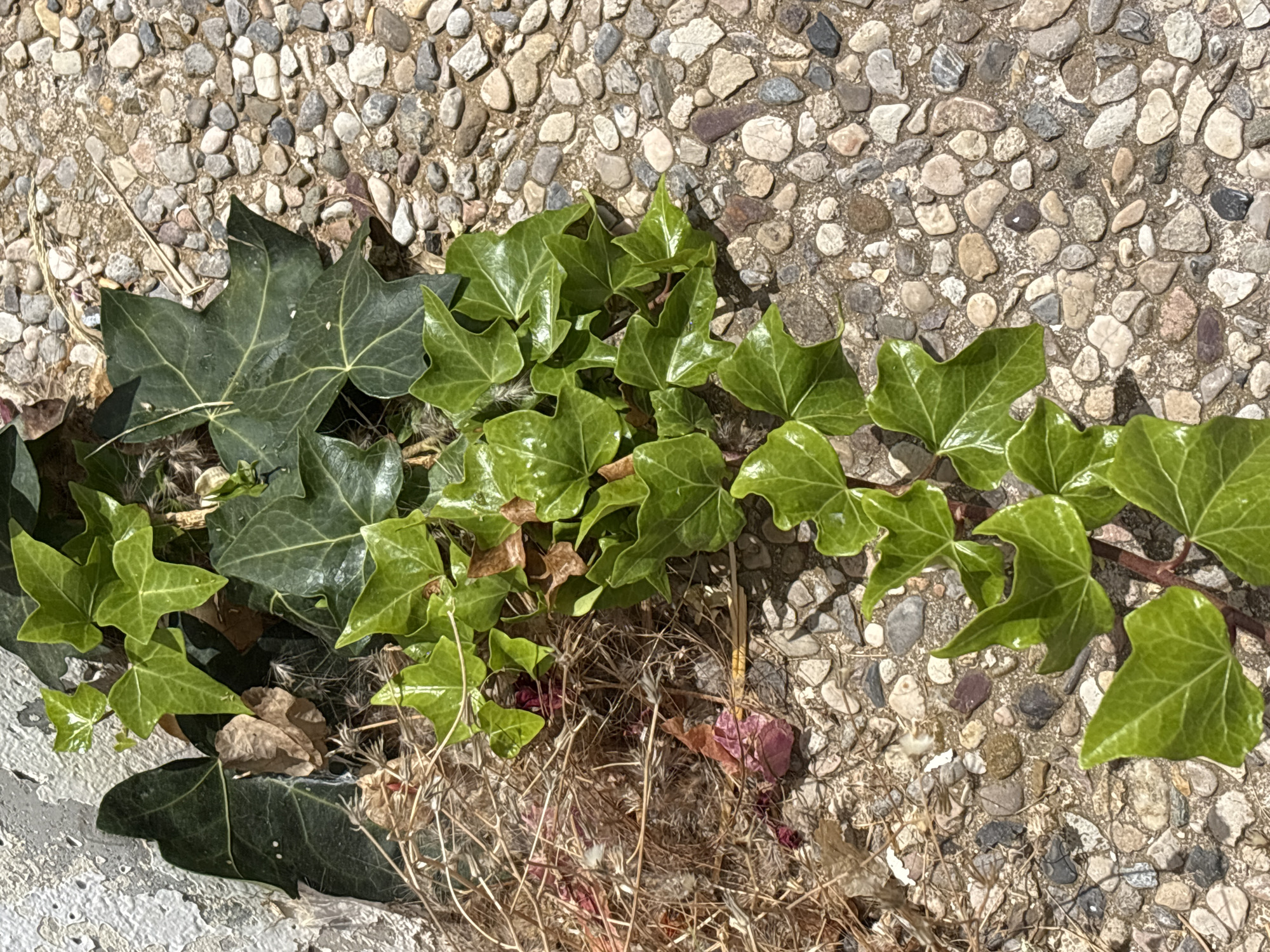 The image shows a close-up view of English ivy (Hedera helix) growing along the ground. The ivy has dark green, lobed leaves and a vine that snakes across the frame. The background consists of a gravelly surface, likely a pathway or patio, composed of small, multi-colored stones embedded in concrete. Scattered among the ivy are dry, wispy plant debris, including dried grass and possibly some withered flower petals in shades of pink and red. The lighting suggests it is daytime, with clear, bright conditions, casting distinct shadows from the ivy leaves. The scene is static, with no discernible activity or event taking place, offering a still, natural composition. The context of Orihuela, Spain, implies a Mediterranean climate, which would be conducive to the growth of ivy. No text is visible in the image.