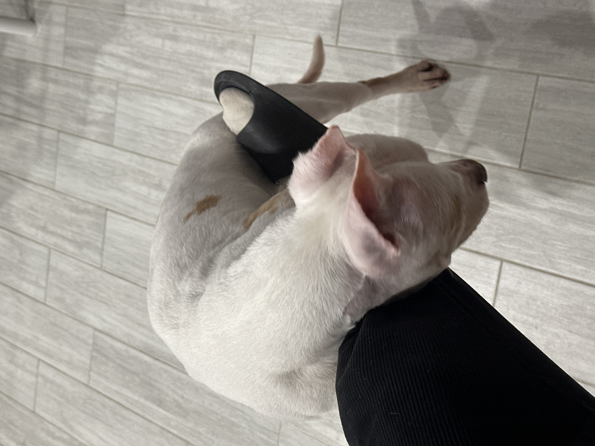 The image, taken in Sochi, Russia, features a light-colored dog, likely white or cream, in a playful or relaxed, contorted pose indoors. The dog is lying on its back with its body twisted, its head facing towards the upper right of the frame, and its pink ears are perked. A light brown patch of fur is visible on its side. One of its hind legs is extended upwards, with a black slipper resting on it, while another hind leg is bent. The dog appears to be nestled against a person's leg, which is visible in the foreground, clad in black, ribbed fabric, possibly corduroy pants.
The setting is an indoor space with light-colored flooring that resembles wood planks, likely laminate or tile, in shades of grey and white. The lighting suggests an indoor environment, possibly with artificial light or indirect daylight; the exact time of day is not discernible. No text is visible in the image. The overall impression is one of a comfortable and candid moment, capturing the dog's unique and perhaps playful interaction with the slipper and the nearby person.