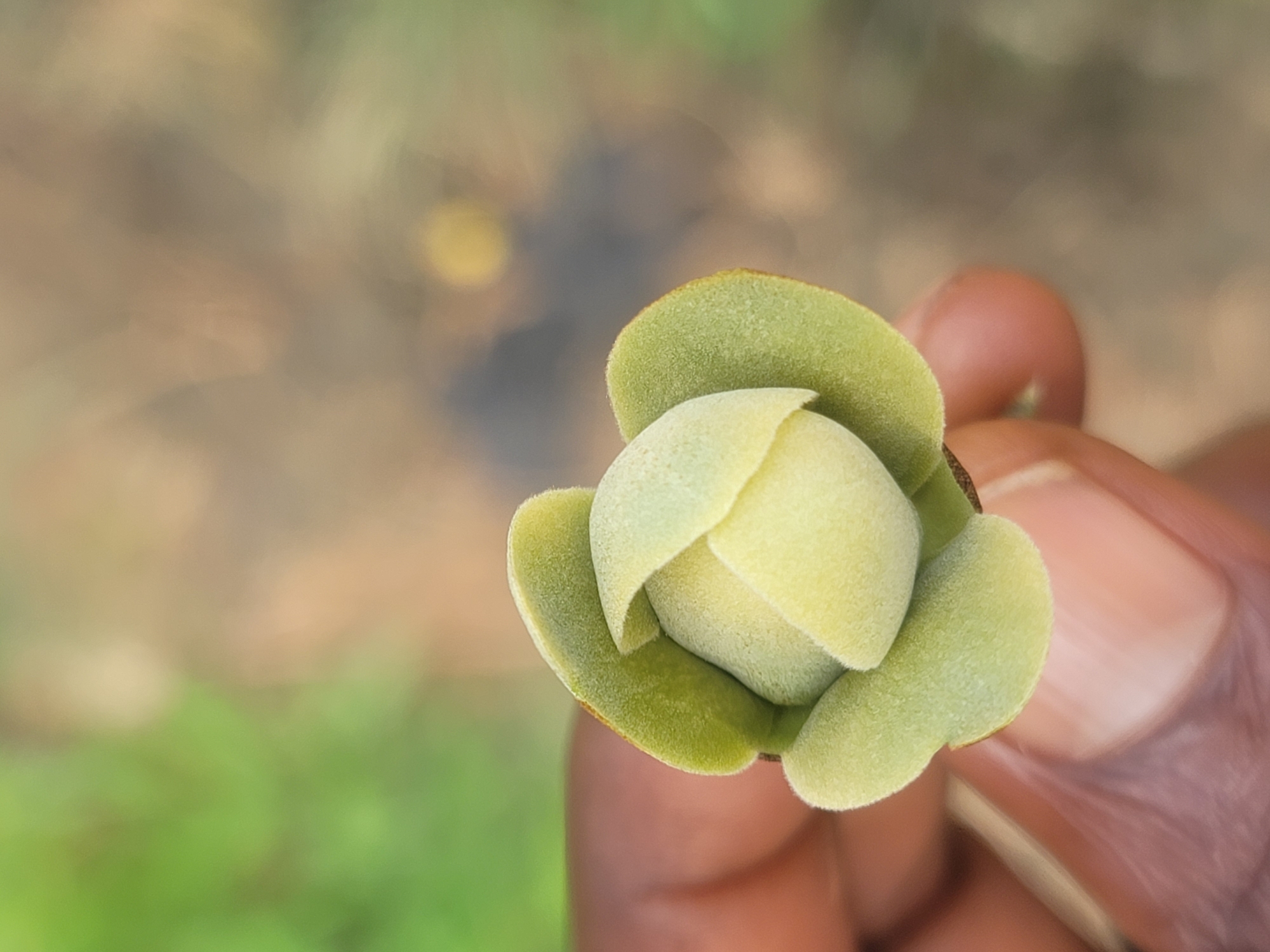 A close-up, eye-level shot shows a person's hand gently holding a pale green, velvety plant bud. The bud is tightly closed, resembling a rose in its early stages of development, with several overlapping petals. The hand, with dark skin, is positioned at the bottom left of the frame, its fingers supporting the bud. The background is softly blurred, with patches of green on the left suggesting foliage and a muted brown and tan on the right indicating dry ground or dried vegetation. The lighting is natural and diffused, highlighting the soft texture of the bud. No specific landmarks in Jos, Nigeria, are visible in this image.