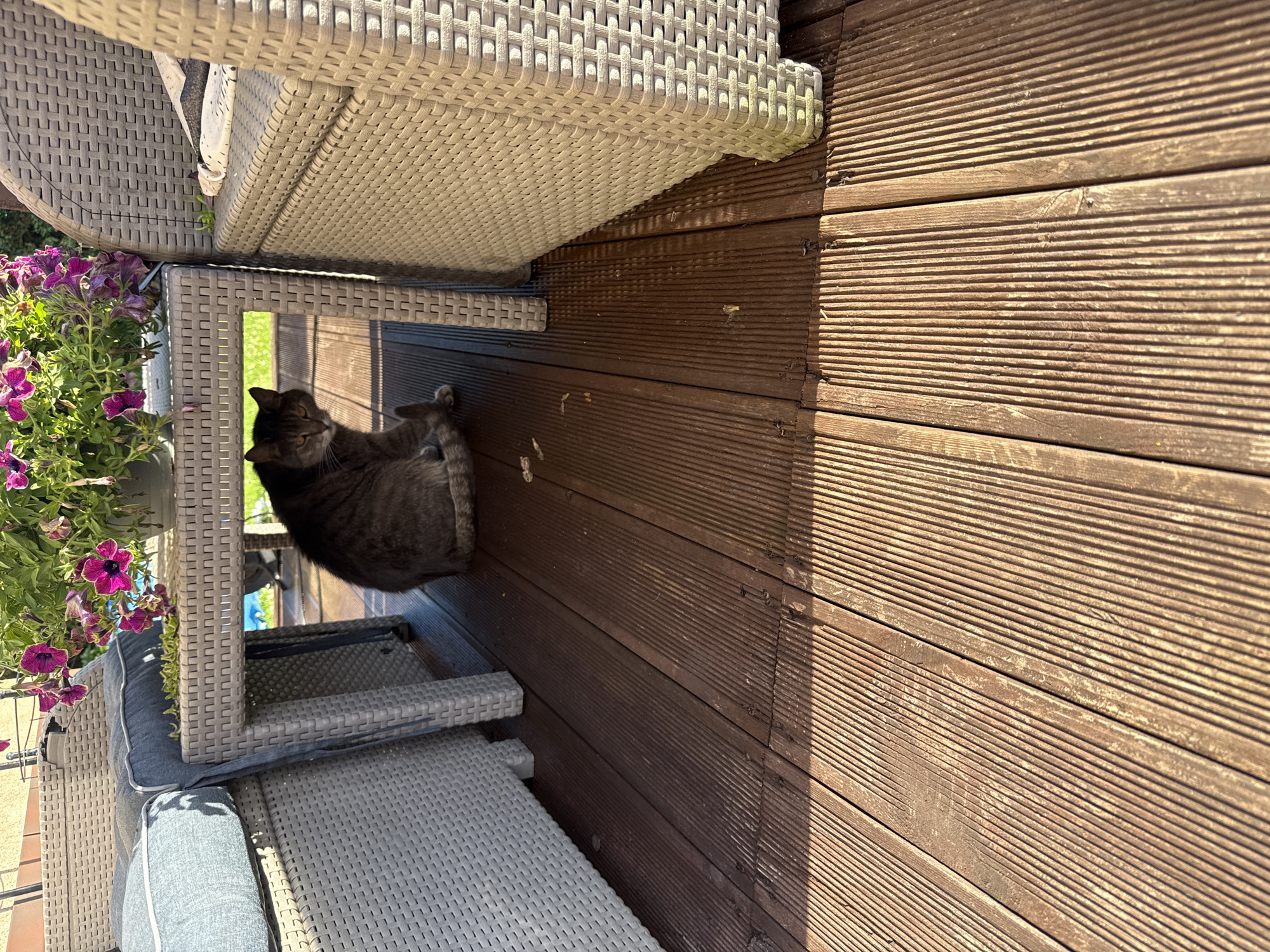 The image captures a domestic outdoor setting, likely a patio or deck, with furniture and a cat. The scene is illuminated by sunlight, casting shadows on the wooden deck planks. A tabby cat is sitting on the deck, looking towards the viewer. Nearby, there's a wicker-style table with a pot of purple flowers on it, and portions of wicker chairs are visible. The overall impression is one of a relaxed, everyday moment in a residential area. The question about the specific location in Galinė, Lithuania cannot be answered from the image itself.