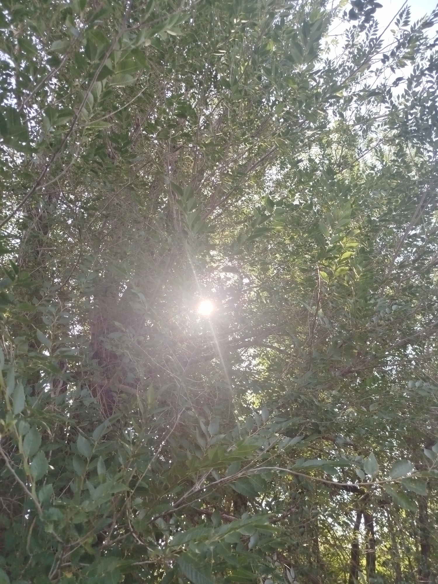 The image shows a close-up view of a dense tree canopy, with sunlight filtering through the leaves and branches. The sun appears as a bright, lens-flared circle in the upper-middle portion of the image, casting rays of light that create a dappled effect. The leaves are predominantly green, with some appearing lighter due to the backlight. The branches are thin and numerous, creating a complex network of lines against the sky. The background is filled with more foliage and hints of sky. The scene is entirely natural, with no man-made objects or people visible. It is impossible to determine the specific location within the city of Qarağandı city administration, Kazakhstan, from this image alone, as it depicts a natural environment that could be found in many places.