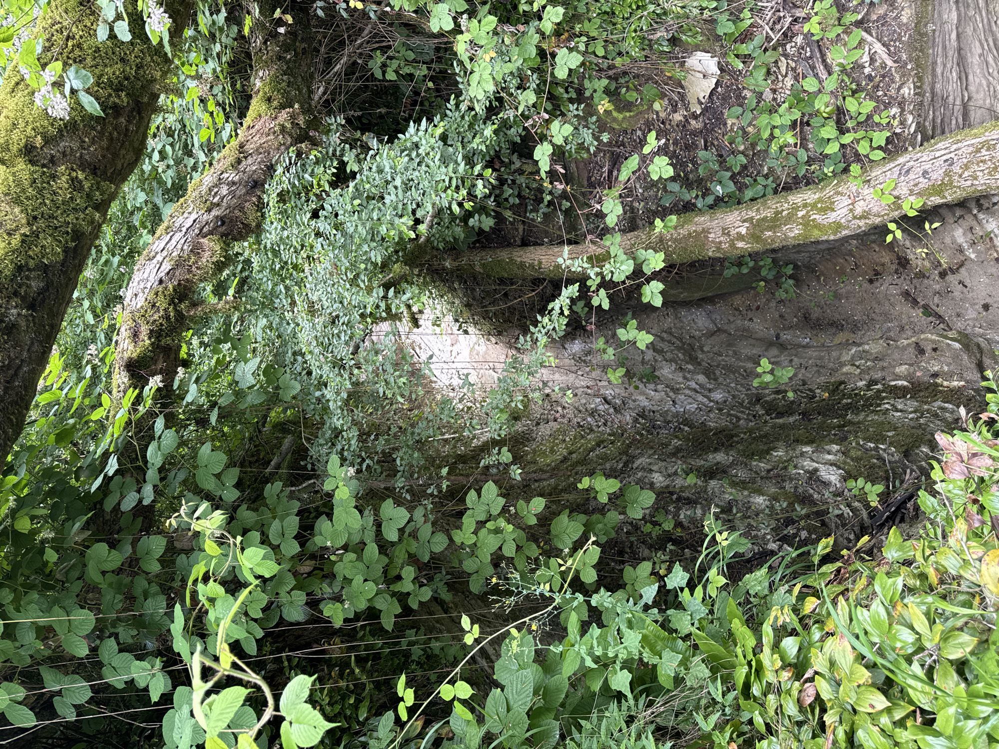 A natural scene depicts a steep, moss-covered rock face partially obscured by dense green foliage and fallen branches. Sunlight filters through the leaves, creating dappled patterns on the rough texture of the rock and soil. The environment suggests an undisturbed outdoor setting, potentially a wooded area or ravine. There are no people or animals present in the image. The visual evidence points to a serene, untouched natural landscape.