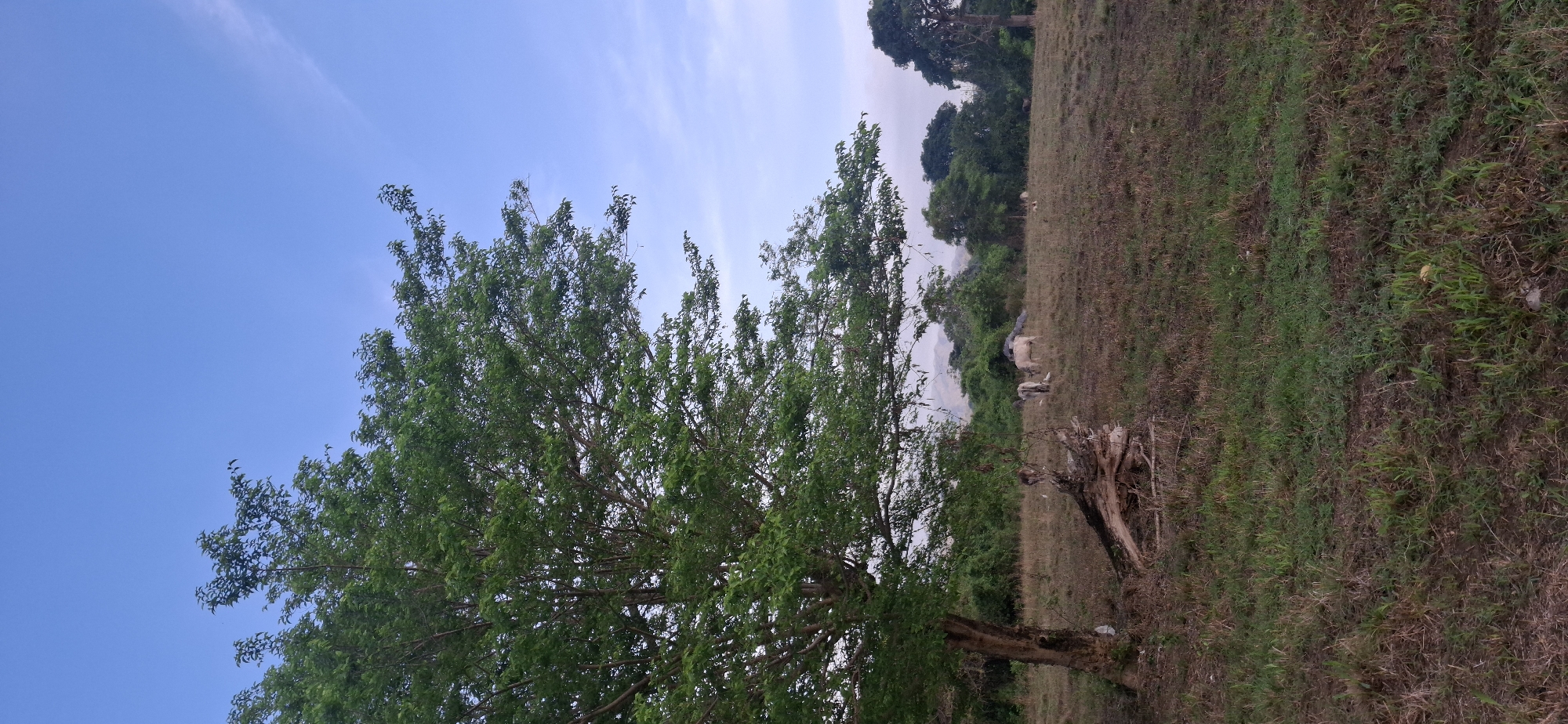 This media file captures a tranquil natural landscape in Vallecito, Venezuela. The scene is dominated by a large, leafy green tree on the left side, its vibrant foliage contrasting with the light blue sky. The sky above is clear with faint, wispy clouds, suggesting pleasant weather conditions.
To the right of the foreground tree, a grassy field extends across the frame, characterized by a mix of green and dry, brownish grasses. In the mid-ground of this field, several light-colored animals, likely cows or goats, are visible, engaged in grazing. Further back, the landscape reveals a line of dense trees and what appear to be distant hills or mountains, adding depth to the scene. A weathered tree stump or piece of dead wood lies near the base of the prominent tree in the foreground.
The time of day appears to be daytime, possibly morning or late afternoon, given the soft, diffused lighting and the absence of harsh shadows. The overall activity depicted is peaceful grazing in a rural or semi-rural setting. No visible text is present in the image.