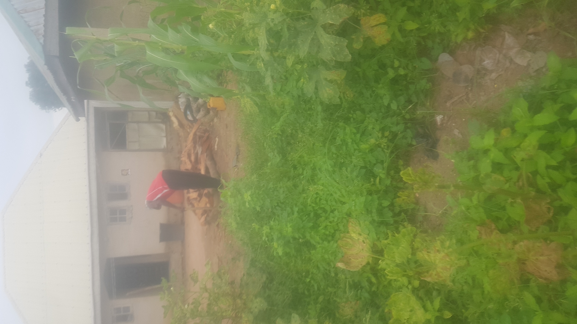 The image depicts an outdoor scene in Wukari, Nigeria. A person wearing a red and white shirt and dark pants is bent over, engaged in some activity near a pile of wood. The person appears to be working with the wood, possibly preparing it. Behind the person is a light-colored building with a white roof. In the foreground and to the right, there are tall green plants, including what appears to be corn stalks. The ground is mostly dirt, with some green vegetation growing. A yellow container is visible near the pile of wood. The overall impression is of a semi-rural or residential area undergoing some form of outdoor work.
