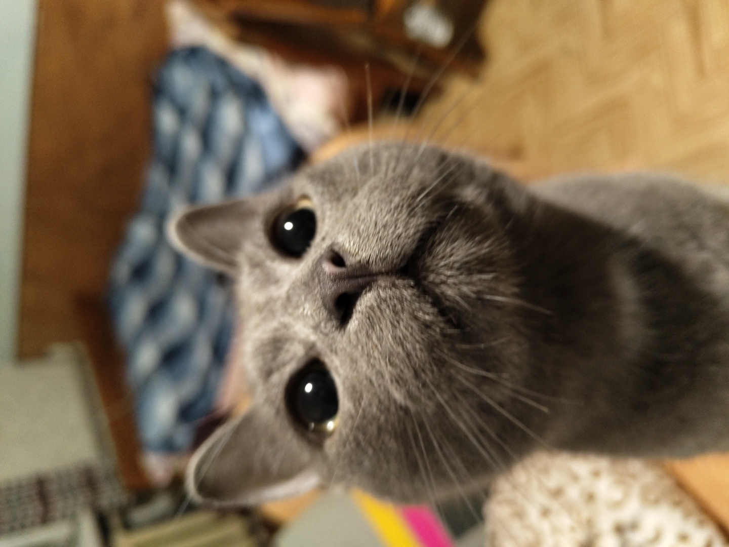 The image shows a close-up of a grey cat's face, looking directly at the camera. The cat has large, dark eyes and prominent whiskers. The background is blurred, showing what appears to be a bedroom with a wooden headboard and a patterned duvet on a bed. The cat is likely indoors, as indicated by the indoor furniture and lighting. There are no people visible in the image. The lighting suggests it is daytime or that an artificial light source is present. The angle of the shot suggests the cat is being held or is looking up at the photographer.