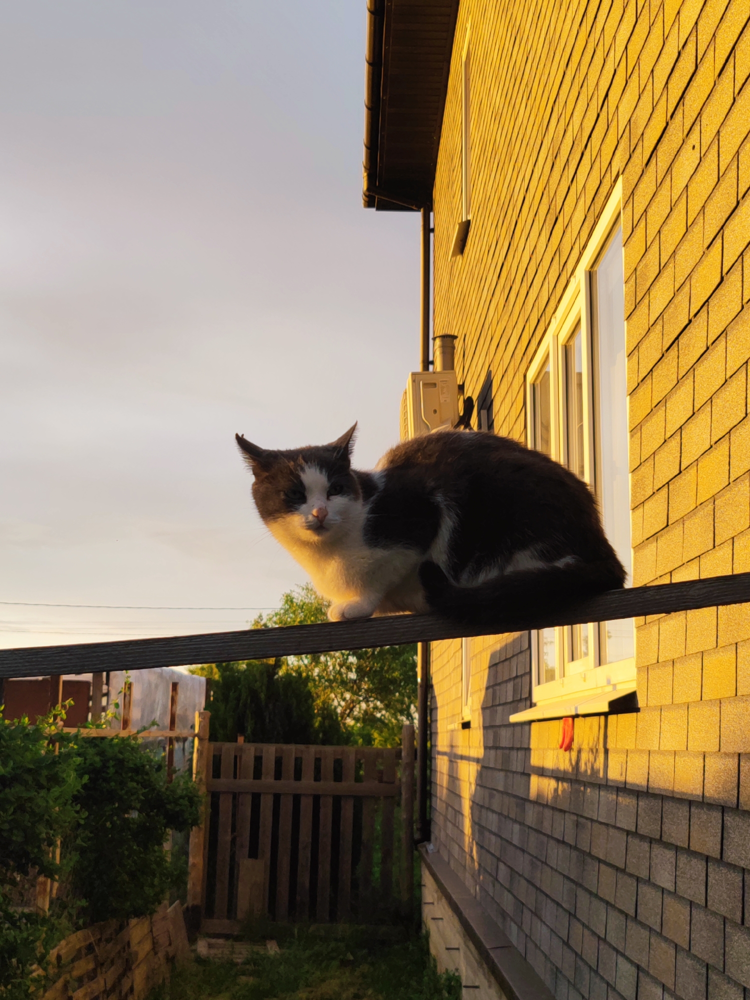 A cat sits perched on a wooden beam, with a building to its right. The building has a brick exterior and a white-framed window. To the left of the cat, below the beam, is a wooden fence and some greenery. The sky is visible in the background. The location is in the city of Sennoy, Russia.