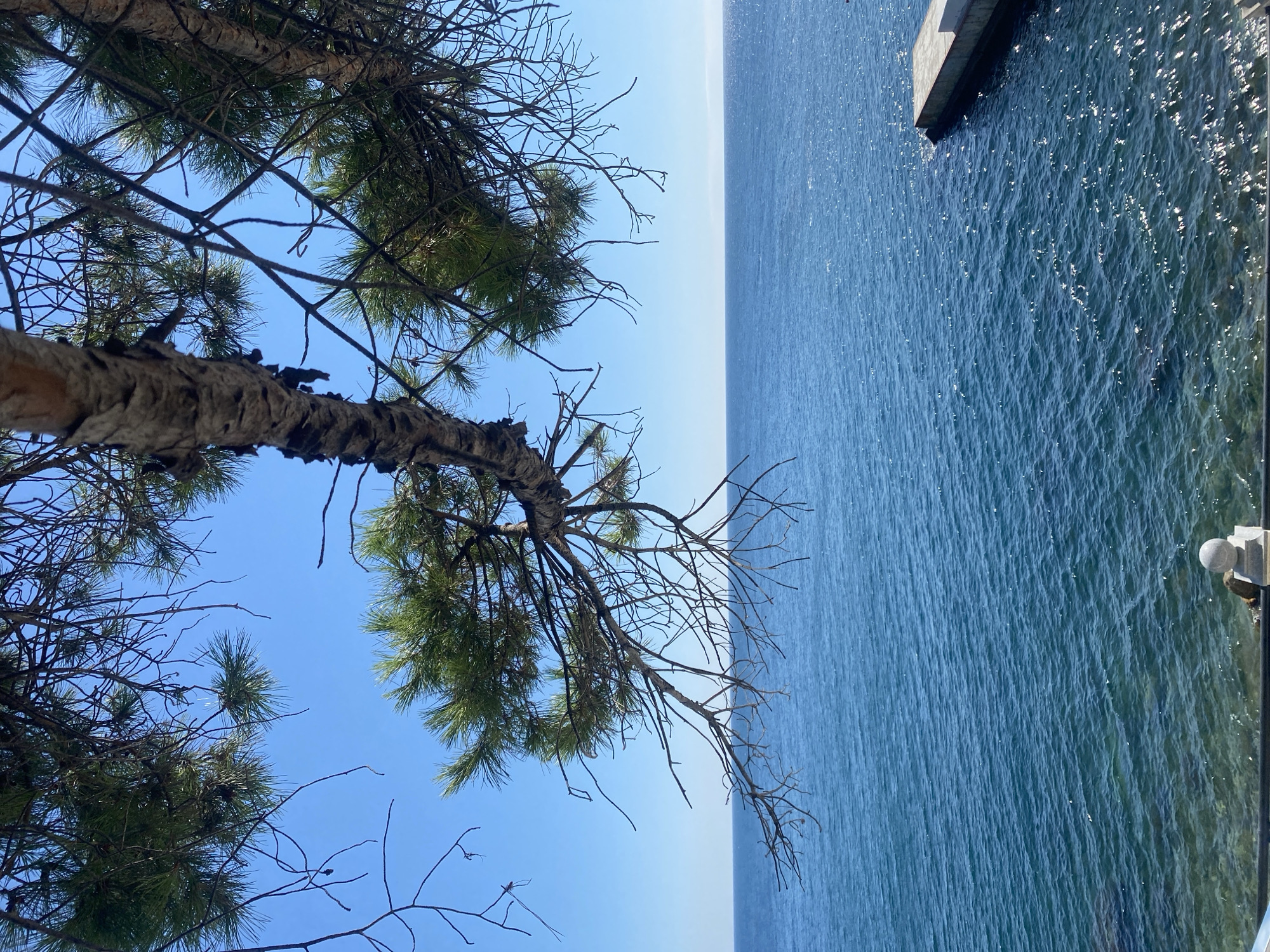 A framed view of the Black Sea under a clear blue sky is captured through the branches of a pine tree. The foreground is dominated by the textured bark of a pine trunk and its needle-laden branches, some thin and bare, others thick with foliage. These branches extend across the top of the frame, partially obscuring the sky and the expanse of the sea. The sea itself is a deep, vibrant blue, with gentle ripples catching the sunlight, creating a shimmering effect on its surface. In the middle distance, a concrete pier juts out into the water from the right side of the frame. The overall scene suggests a tranquil coastal setting, possibly in or near Гаспринский поселковый совет, Ukraine, characterized by its natural beauty and the presence of maritime infrastructure. There are no people or animals visible in the image.