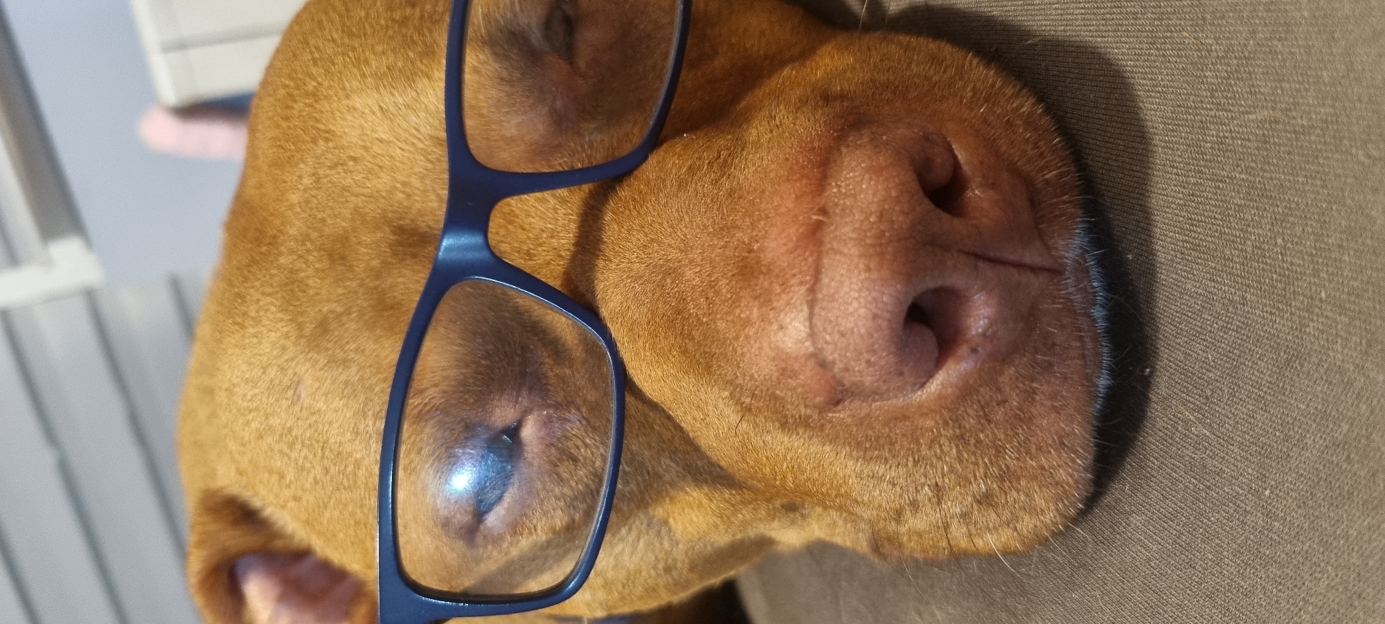 A close-up, slightly angled view shows a tan-colored dog lying down with blue-framed glasses resting on its face. The dog's nose and snout are prominent, and the texture of its fur is visible. The background consists of a neutral-colored fabric.