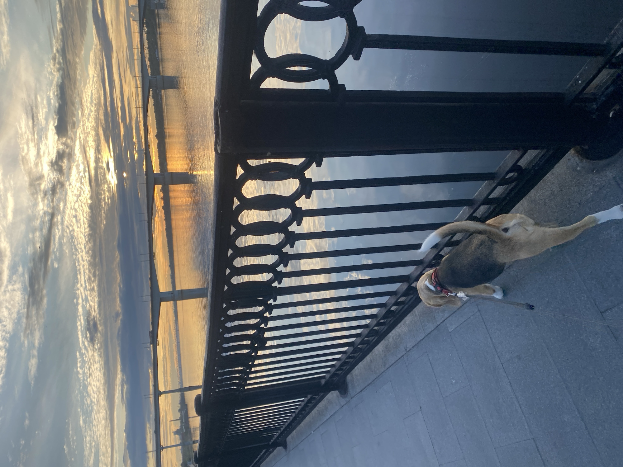 The image shows a beagle on a leash walking on a paved walkway next to a black metal railing. The walkway overlooks a wide river, likely the Kama River, with a large bridge crossing it in the distance. The sky is filled with dramatic clouds illuminated by the setting sun, casting a warm glow on the water and the bridge. The scene appears to be a peaceful evening walk in the city of Perm, Russia.