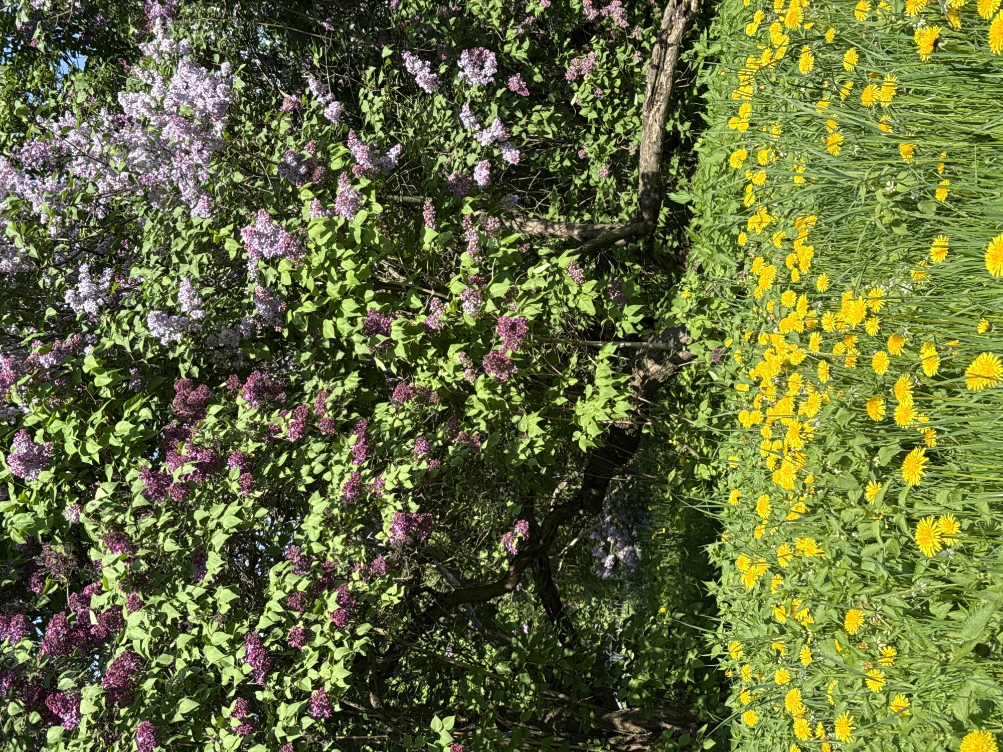 The image shows a scene with two distinct areas. On the left, there are flowering shrubs with lilac and purple blossoms intermingled with green leaves and the branches of a tree. On the right, there is a dense patch of yellow dandelions amidst green foliage. The photograph appears to be taken during the daytime. Moscow, Russia, is not visibly verifiable.
