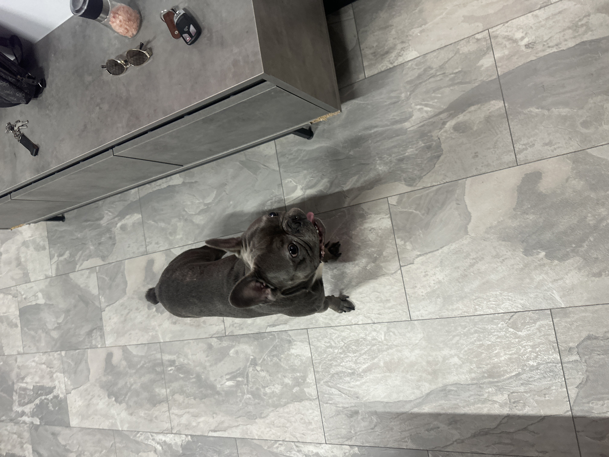 An overhead shot shows a gray French bulldog standing on a floor with large, light gray marble-patterned tiles. The dog is facing away from the camera and slightly to the right. To the right of the dog, a gray cabinet is visible. On top of the cabinet are a pair of sunglasses, a salt shaker filled with pink salt, a key fob, and a set of keys. The dog's tongue is slightly out.