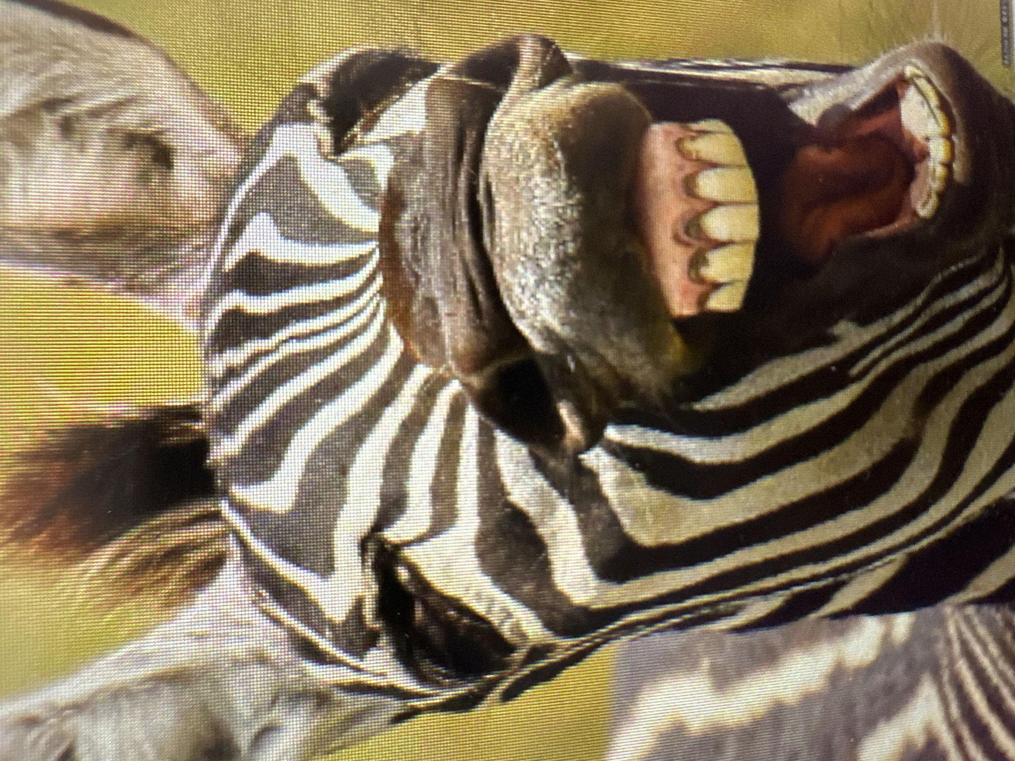 The media file presents a close-up, horizontally oriented image of a zebra's head and upper neck. The zebra's mouth is wide open in a large expression, revealing its prominent, light yellowish-white upper and lower incisor teeth and the reddish interior of its mouth. Its dark muzzle and nostrils are visible and appear slightly flared.
The zebra's distinctive black and white stripes are a dominant feature, clearly patterned across its face, head, and visible portion of the neck. Part of its mane and an ear are faintly discernible towards the upper left side of the frame. The background is an out-of-focus, uniform yellowish-green color, suggesting a sunlit natural setting such as a grassy field or savanna. The lighting is bright and even, indicating daytime.
The activity depicted is the zebra in mid-action with its mouth agape, which could be interpreted as a deep yawn, a vocalization (braying), or a flehmen response. The image quality shows a distinct pixel grid, suggesting it may be a photograph taken of a digital display. No text is visible in the image. The emotional state conveyed is one of raw, uninhibited physiological expression.