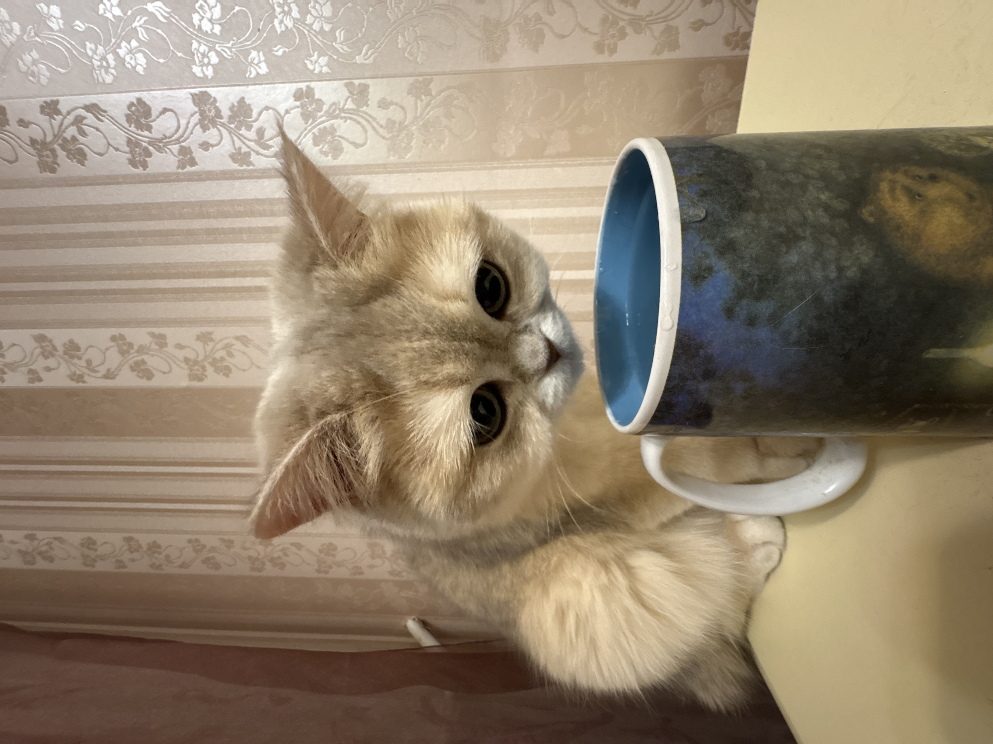 A light-tan cat is peering into a blue and patterned mug. The mug sits on a light yellow surface, likely a table or counter. The background consists of patterned wallpaper. The location is Chaikovsky, Russia.