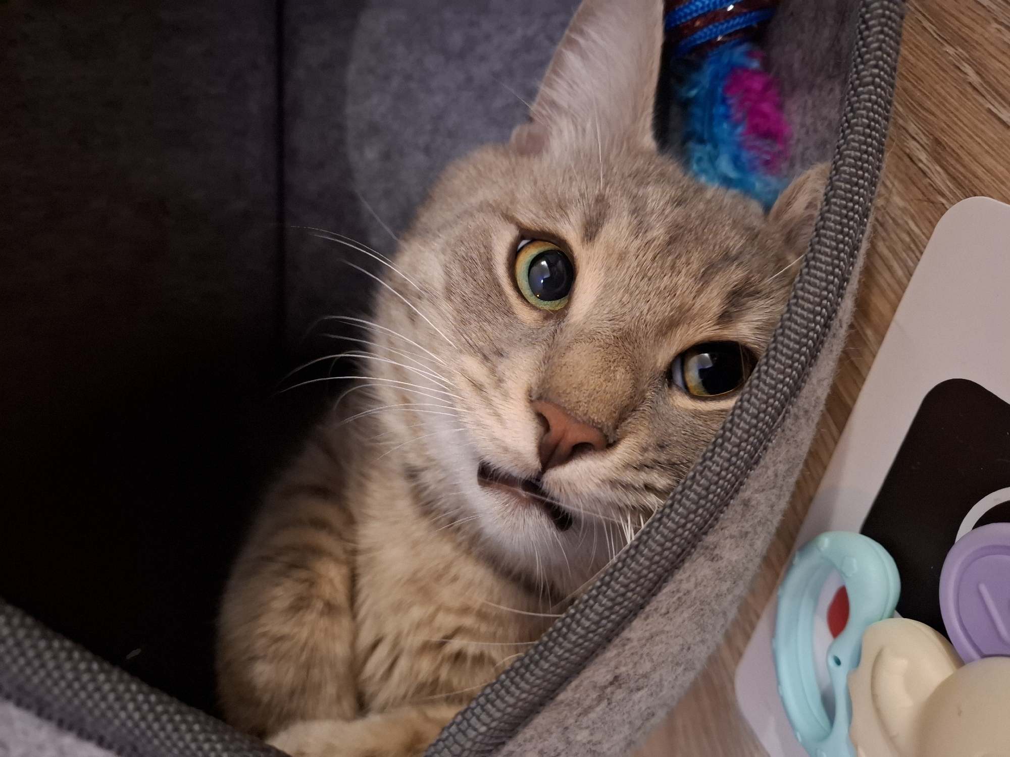 A close-up, eye-level shot shows a tan tabby cat reclining in a grey, fabric cat bed. The cat is lying on its side, with its head tilted upwards and its gaze directed towards the camera. Its left eye, a striking green, is in sharp focus, while its right eye is partially obscured. The cat's mouth is slightly open, revealing a small portion of its tongue and the roof of its mouth. Beside the cat, on the wooden floor, lie several cat toys: a turquoise plastic ring, a light yellow object with rounded edges, and a purple disc with a circular indentation. The background is dominated by the dark interior of the cat bed, with a hint of a blue and pink feathered toy peeking out from under the cat's chin. The image appears to have been taken indoors. There is no visible evidence to suggest this location is in Zemun Urban Municipality, Serbia.