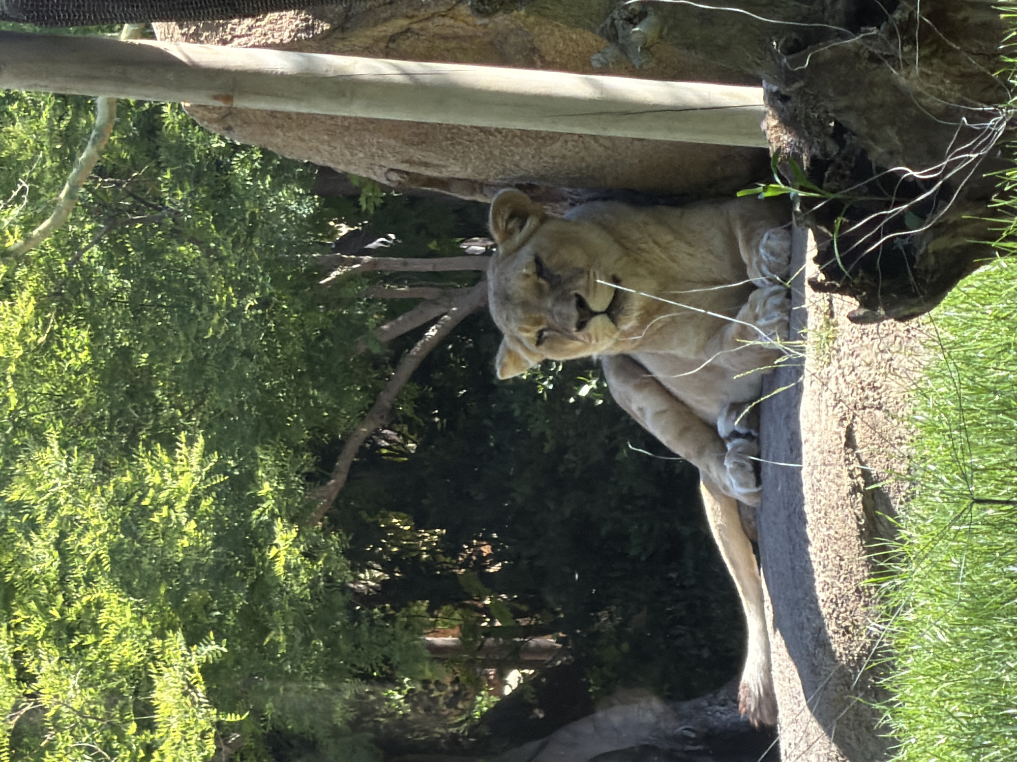 A lion is reclining on a rock formation next to vegetation. The location is Valencia, Spain. The lion is positioned to the right, in the middle of the scene. The background shows lush green vegetation, suggesting a zoo or natural environment within the city. A wooden beam is visible above the lion, part of a constructed enclosure. The scene is captured outdoors during daylight, given the natural lighting conditions.