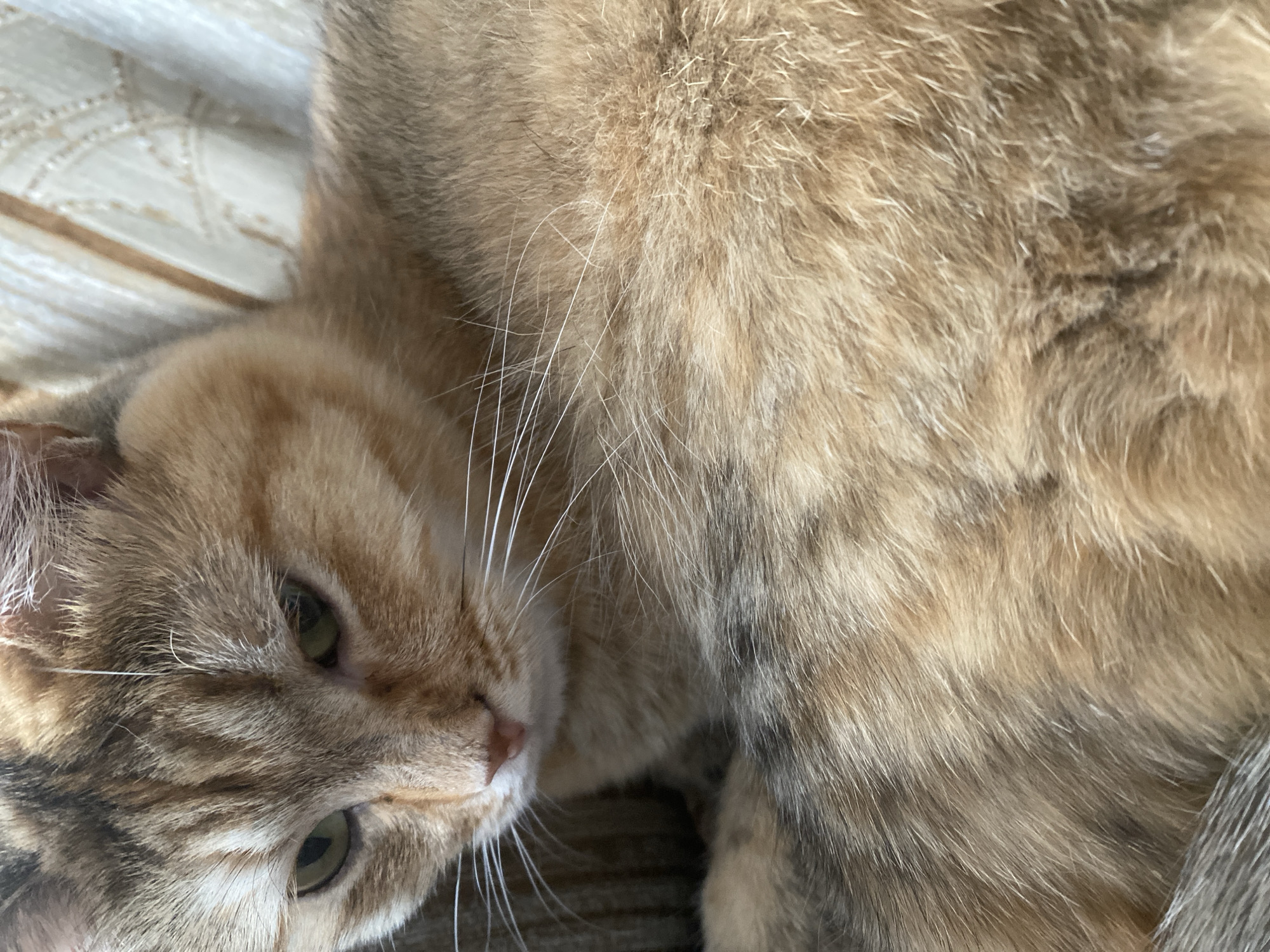 A close-up, slightly angled shot shows the face and upper body of a dilute tortoiseshell cat lying down. The cat has green eyes, a pink nose, and prominent white whiskers. Its fur is a mix of cream, orange, and gray tabby markings. The background is softly blurred, with hints of a striped fabric pattern. The scene appears to be indoors, likely in a residential setting. There is no information or visual evidence in the image that indicates a location in the city of Valuyki, Russia, or any specific activity or interaction.