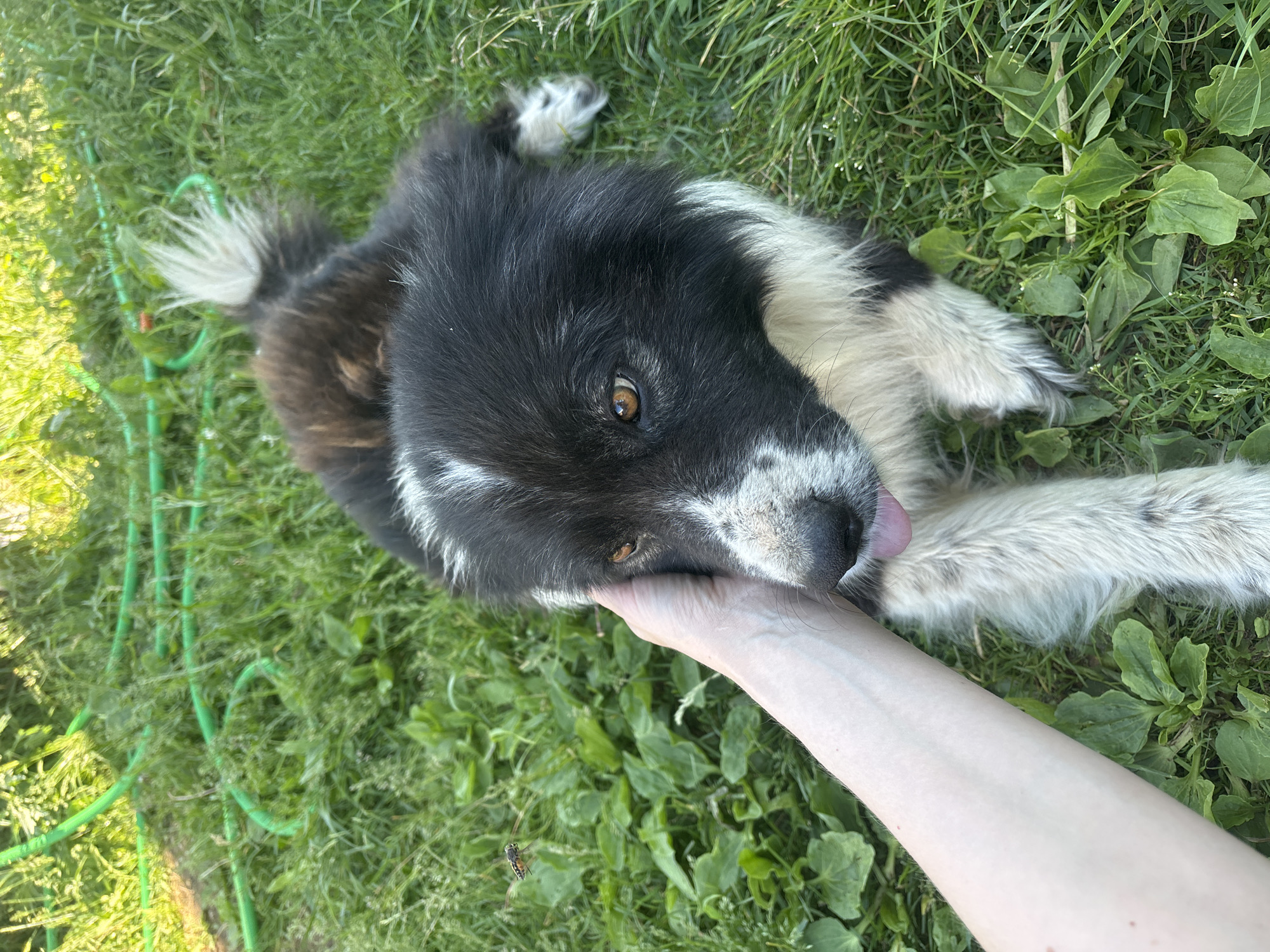A dog with black and white fur is lying on green grass. A person's hand is petting the dog's head. A green garden hose is visible in the background. A fly is also present in the image. The scene is outdoors and appears to be in a residential area. The location is the city of Kurgan, Russia.