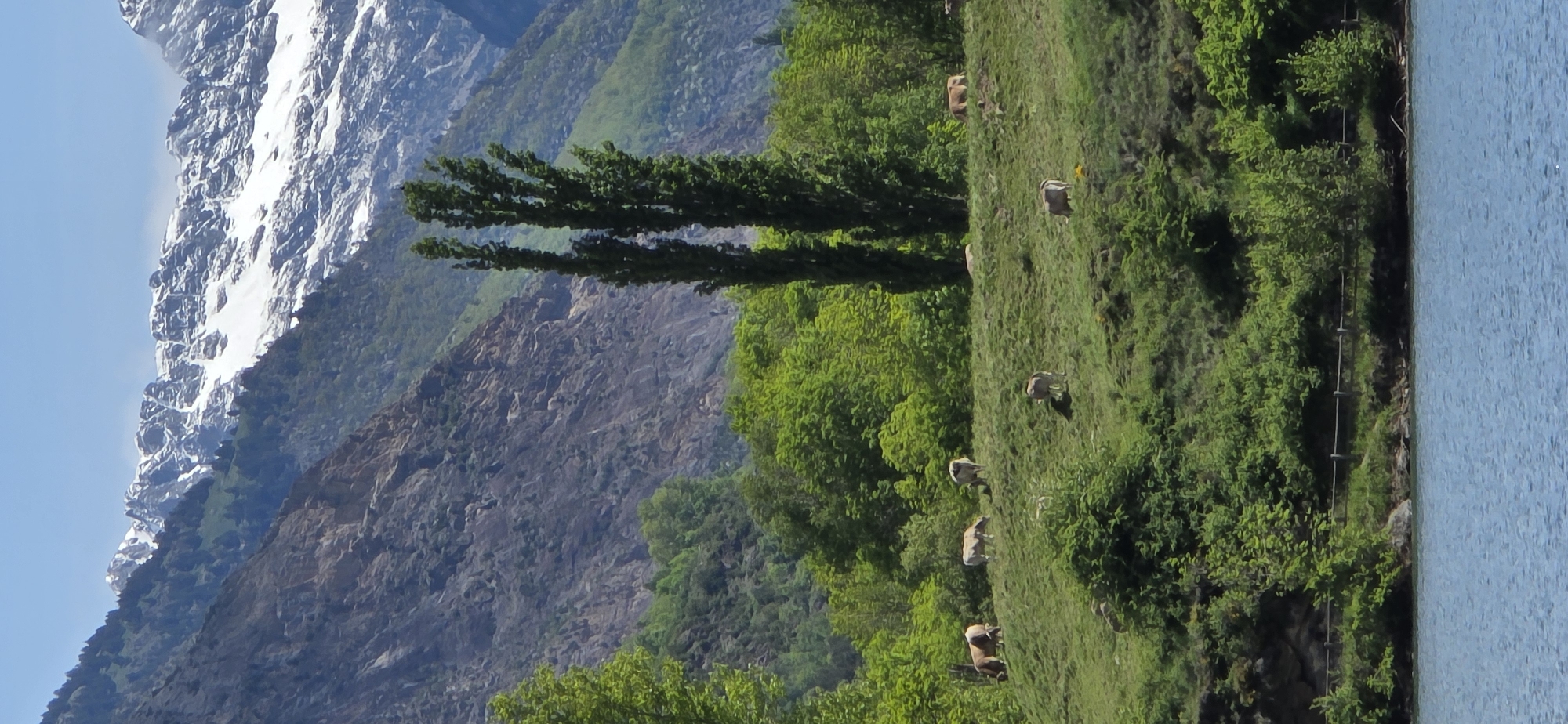 This rotated landscape photograph shows a mountain range with snowy peaks on the left and a body of water on the right. The foreground features a grassy slope with grazing cows interspersed among trees and vegetation. Two tall, thin trees stand prominently in the center of the image. The mountain range exhibits rocky terrain, with varying shades of gray and brown suggesting different geological features and vegetation cover. The sky is blue, and the scene appears to be set in daylight. Given the presence of the snow-capped mountains and the description details, the scene aligns with a location in or around Sahún, Spain.