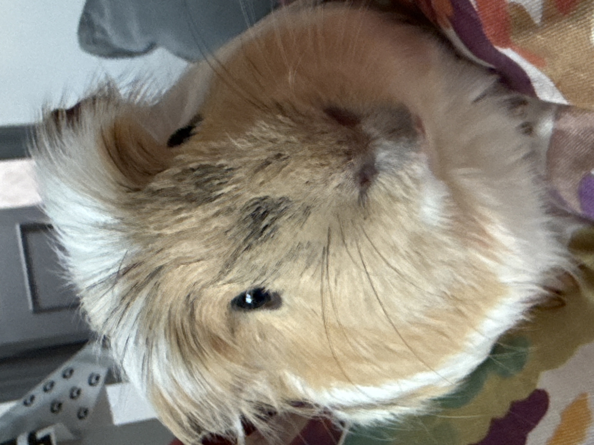 A close-up, high-angle shot captures the head and upper body of a guinea pig. The animal's fur is multi-colored, predominantly light brown and tan, with significant white patches, particularly around its lower face and ears. Darker brown or black markings are visible on its head and snout. The fur appears long and fluffy, with a notable cowlick or rosette pattern on its head. The guinea pig's left eye (from its perspective) is clearly visible, dark, and reflective, appearing to look directly at the viewer. Its right eye is largely obscured by fur. A small, slightly reddish area is visible just above its nose.
The guinea pig appears calm, either resting or observing its surroundings. To the right and top of the frame, a blurred, colorful fabric is visible, featuring abstract patterns in shades of purple, orange, green, and white. The background on the left is a lighter, blurred greyish-white surface, with a dark, rectangular object and a metallic item displaying a pattern of circular indentations in the lower-left corner. These elements suggest an indoor setting. There is no visible text in the image. The lighting indicates it is likely daytime.