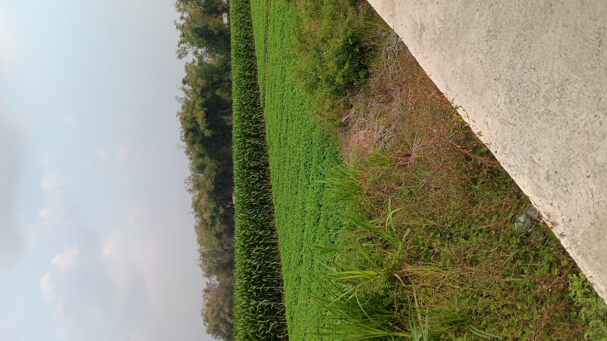 In Bodor, Indonesia, a rural landscape is depicted under a hazy sky. A field of lush green corn stalks stretches horizontally across the mid-ground, bordered by a dense line of bamboo trees further in the distance. In front of the cornfield, another field of smaller, green plants, possibly a cover crop or legumes, is visible. The foreground features wild grasses and vegetation along a concrete path or structure that angles into the lower right corner of the frame. No people or animals are present in the scene.