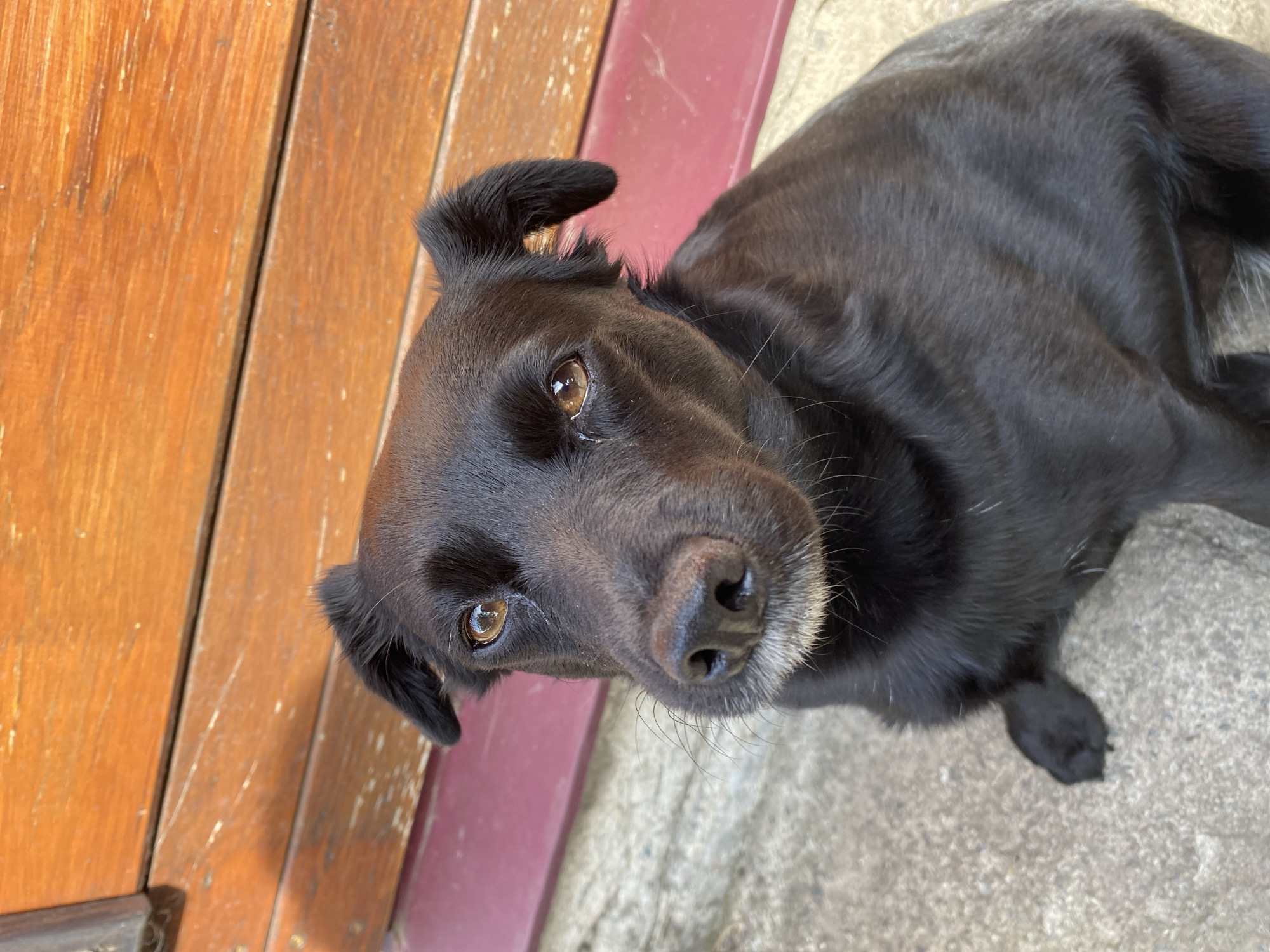 A black dog with amber eyes and white whiskers sits on a concrete surface in front of a wooden wall with horizontal planks and a maroon trim. The dog is looking upwards towards the camera. The scene appears to be outdoors, possibly in a yard or alleyway in Vasylky, Ukraine.
