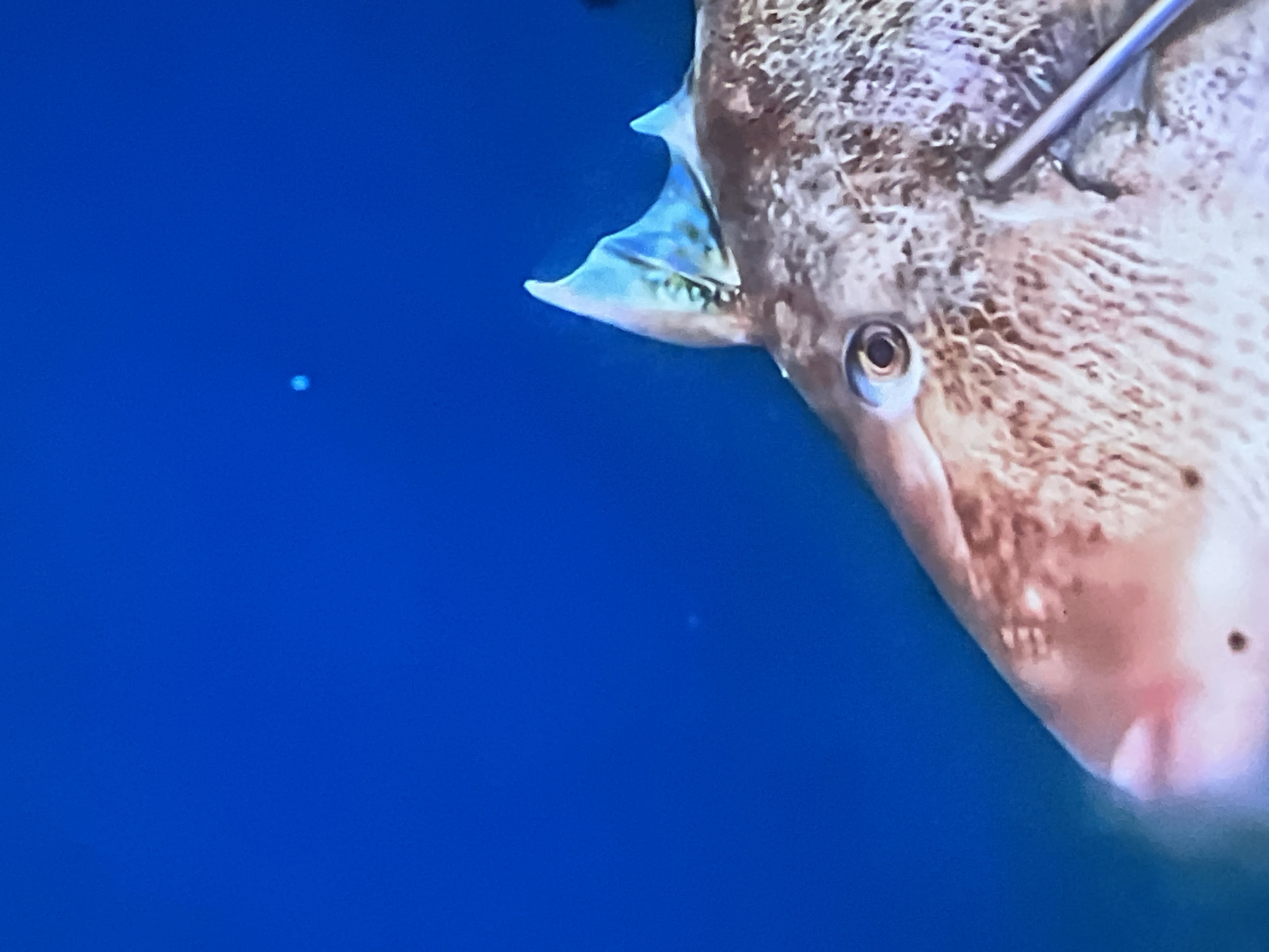 The image shows a close-up of a fish's head against a bright blue background. The fish has a light brown, textured body with some darker spots. Its eye is visible and appears to have a dark pupil. A dorsal fin, translucent with blue highlights, is prominent. A thin, metallic object, possibly a probe or tool, is visible near the fish's gill area. The blue background suggests an underwater environment. There is no indication of the city of Casablanca, Morocco, or any urban elements.