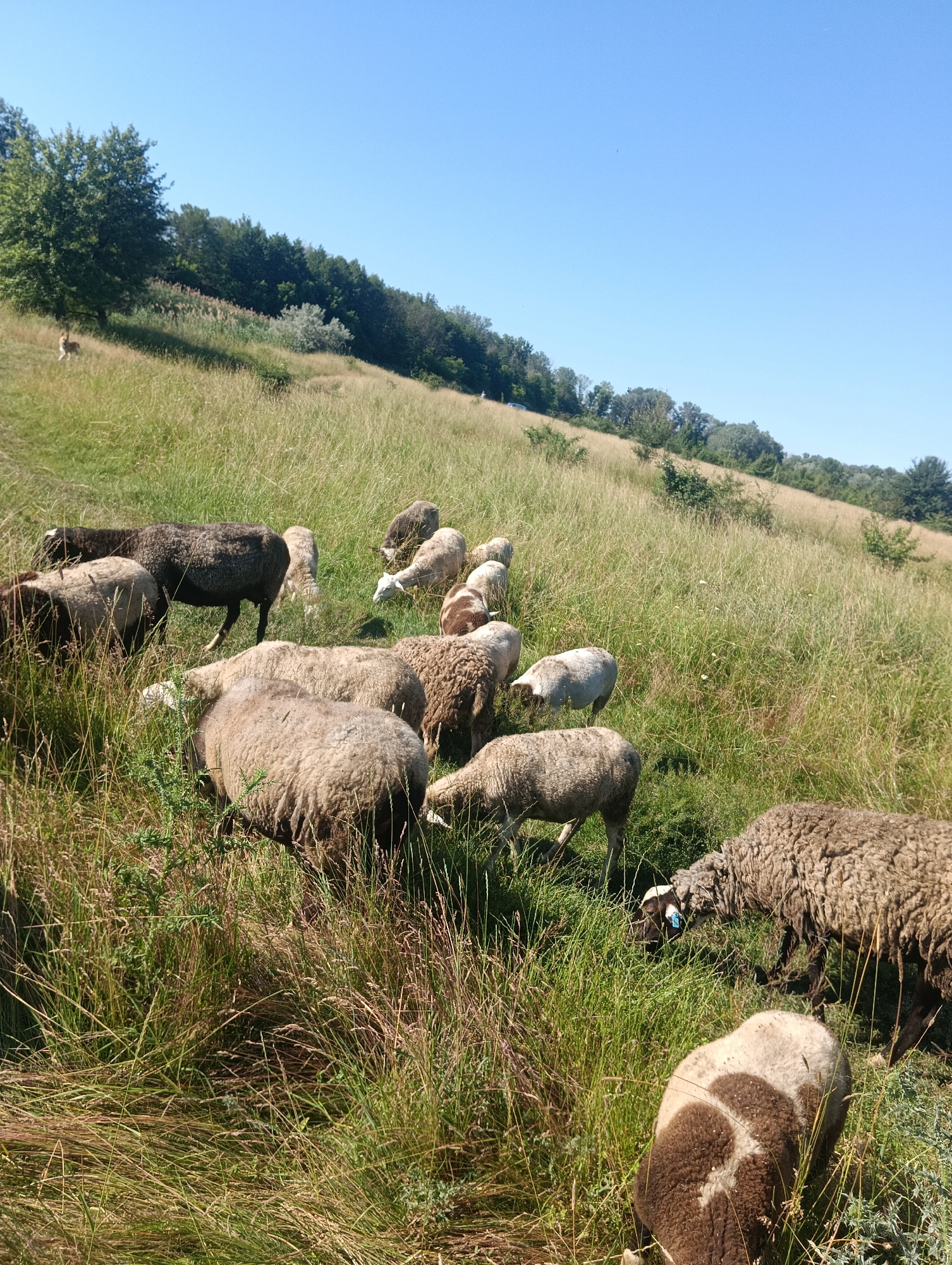A flock of sheep grazes on a grassy hillside under a clear blue sky. The sheep vary in color from white to dark brown and some have patches of both. They are spread across the slope, some with their heads down eating, others standing. The hillside is covered in tall, dry grass with some scattered green vegetation. In the background, a line of trees forms a dark green border against the sky. The scene appears to be in a rural or semi-rural setting. The location is Unknown, Unknown.