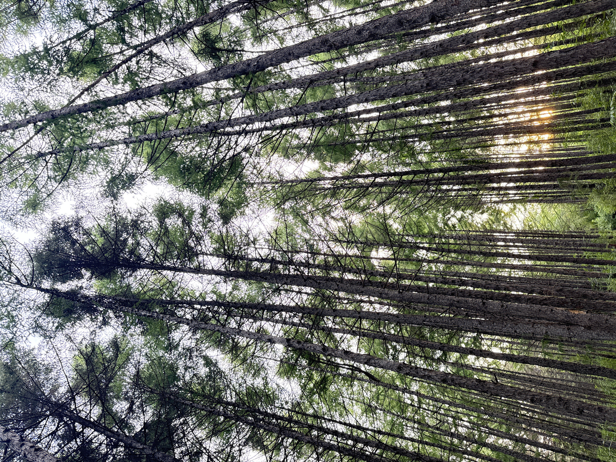 The image depicts a low-angle view looking up at a dense forest of tall, slender evergreen trees. The trees are closely spaced, with their trunks creating a vertical pattern that recedes into the distance. Sunlight filters through the upper branches and needles, creating dappled light and highlighting the texture of the bark. The canopy overhead is a mix of dark green needles and lighter green foliage, with the sky visible in patches between the branches. The forest floor appears to be covered in undergrowth, suggesting a natural or park-like setting. The scene evokes a sense of depth and the vastness of the forest.
This forest is located in Jingyue Lake National Key Tourist Scenic Area, Changchun City, China.