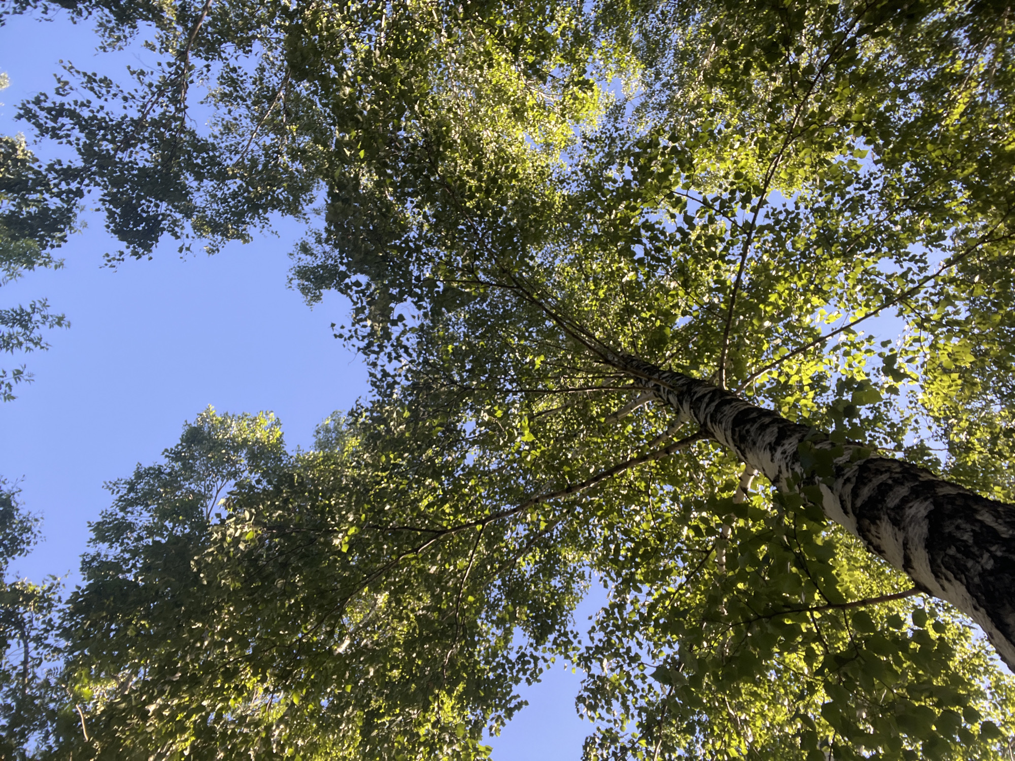 A low-angle shot looks up through the canopy of a mature birch tree, its white and black bark clearly visible. The tree is surrounded by other trees with green foliage, creating a dense crown that frames a clear blue sky. The sunlight filters through the leaves, casting a dappled pattern of light and shadow. The image appears to have been taken in a natural setting, possibly a park or forest within the city of Kiselyovsk, Russia, given the distinctive bark of the birch tree. There are no people or animals visible in the frame, and the scene is static, focusing solely on the natural environment.