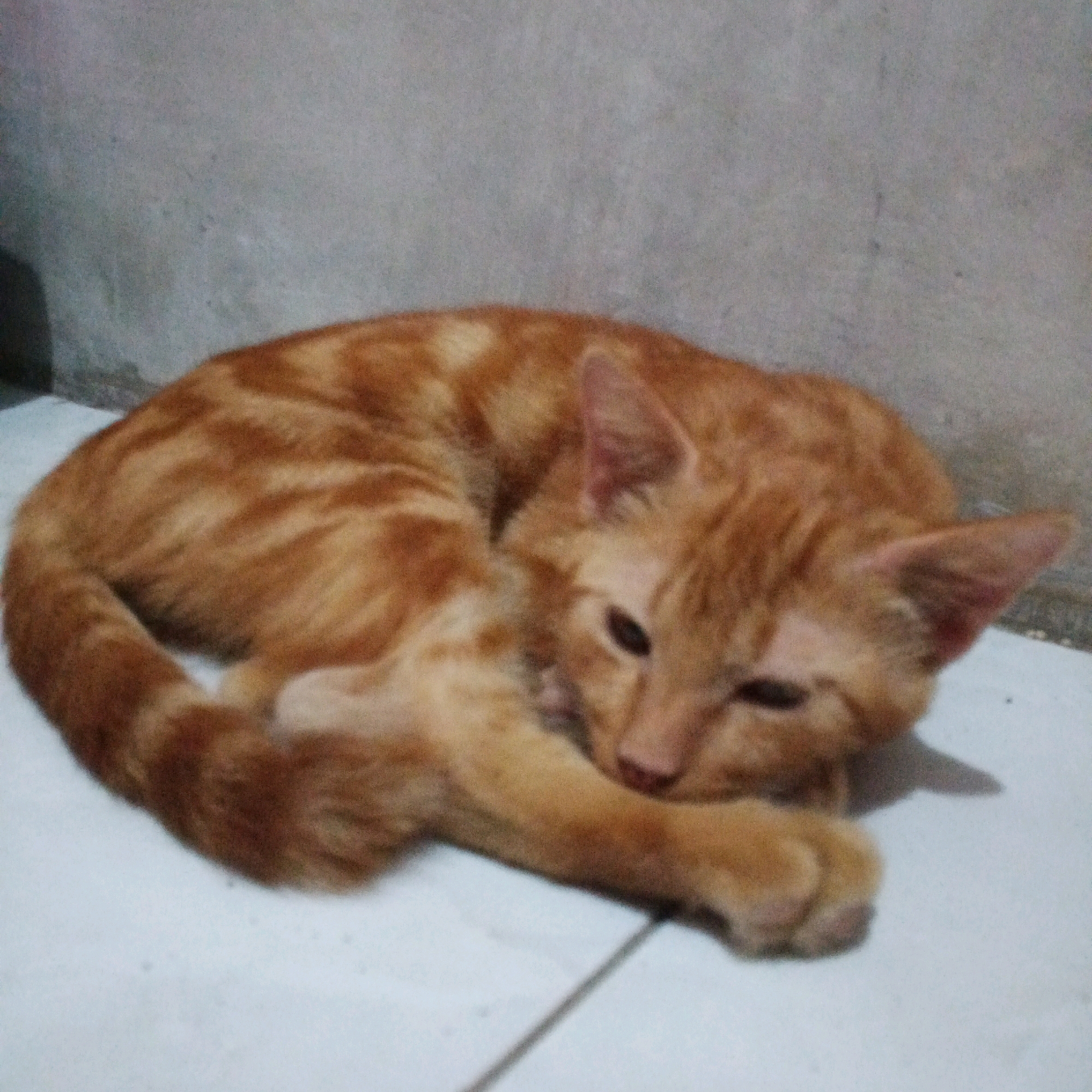A ginger tabby cat is curled up sleeping on a white tiled floor. The cat is positioned in the lower center of the image. Its body is curled into a ball with its head resting on its paws. The cat's fur is orange with darker tabby markings. The background consists of a light gray, textured wall. The scene appears to be indoors, likely in a residential setting. There are no people or other objects visible in the image. The image quality is grainy, suggesting it was taken with a low-resolution camera or in low light conditions. There is no information to indicate the location in the city of Canggah, Indonesia.