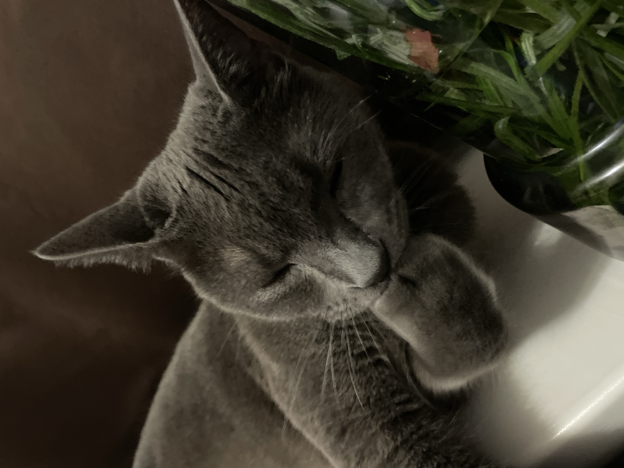 A Russian Blue cat is sleeping, curled up on a white surface next to some green foliage inside a clear container. The cat is gray and has its eyes closed, with one paw resting near its face. The background is dark brown and blurred. The location is not specified in the image or the prompt.