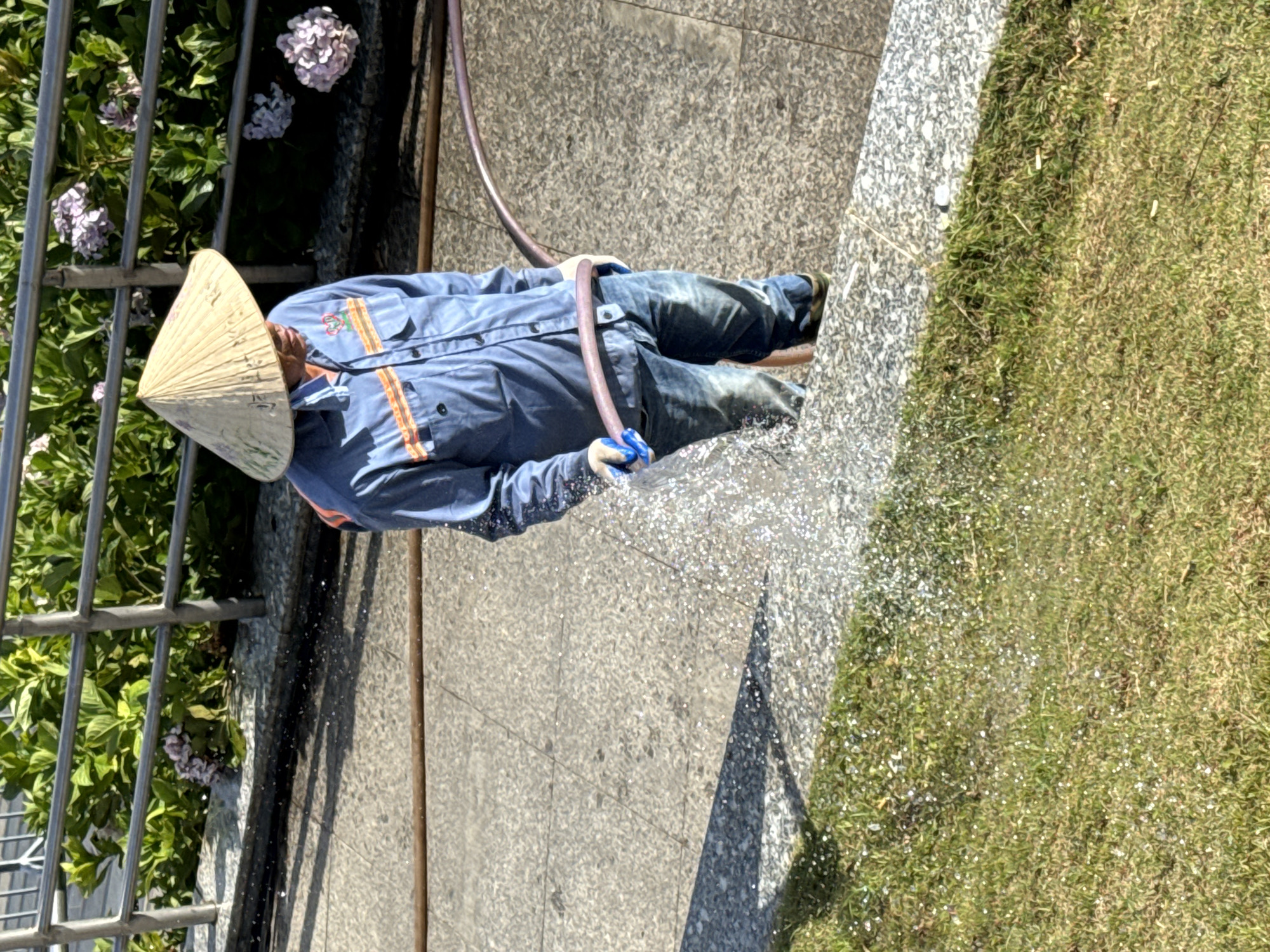 In Da Lat, Vietnam, a person wearing a conical hat and a blue work shirt with orange stripes is watering the grass with a hose. The person is also wearing blue jeans and white gloves. The scene appears to be on a walkway near a garden with green plants and pink flowers. Sunlight casts a shadow on the ground.