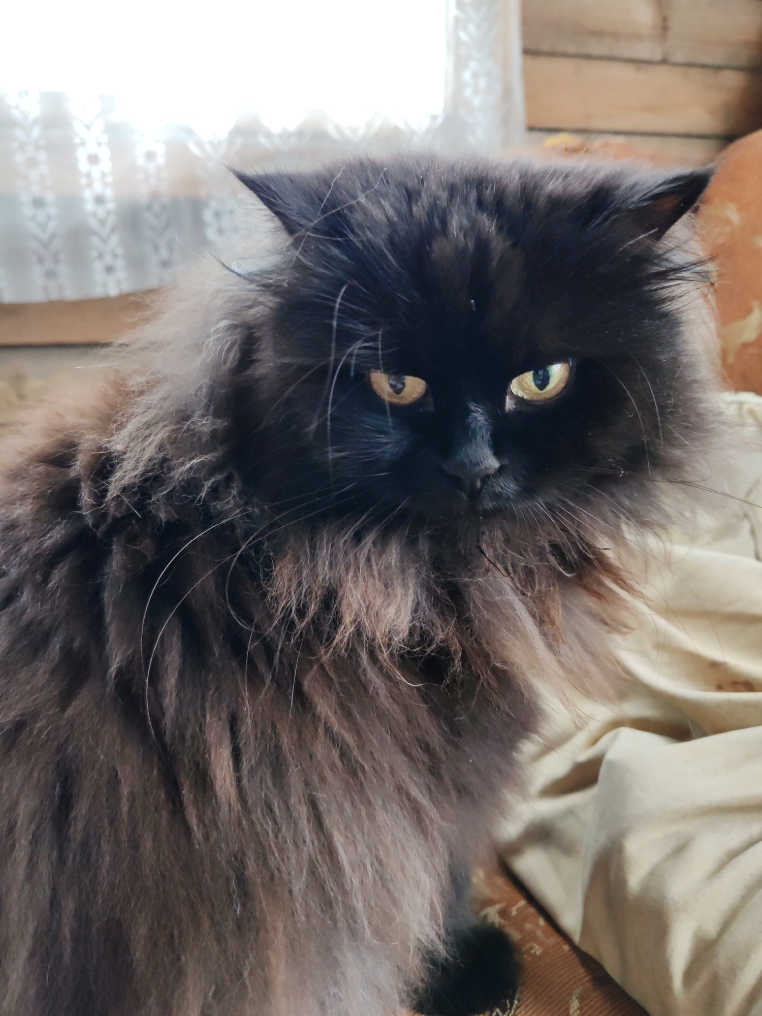 A fluffy black cat with yellow eyes is seated on a beige surface, possibly a couch or blanket. The cat is looking directly at the camera. Behind the cat, a sheer white curtain hangs over what appears to be a wooden wall. The lighting suggests an indoor setting, possibly a home. The image is a portrait of the cat, with the background slightly blurred. The overall scene is peaceful and domestic. There are no people or any elements indicating the location in the city of Чухлэм, Russia.