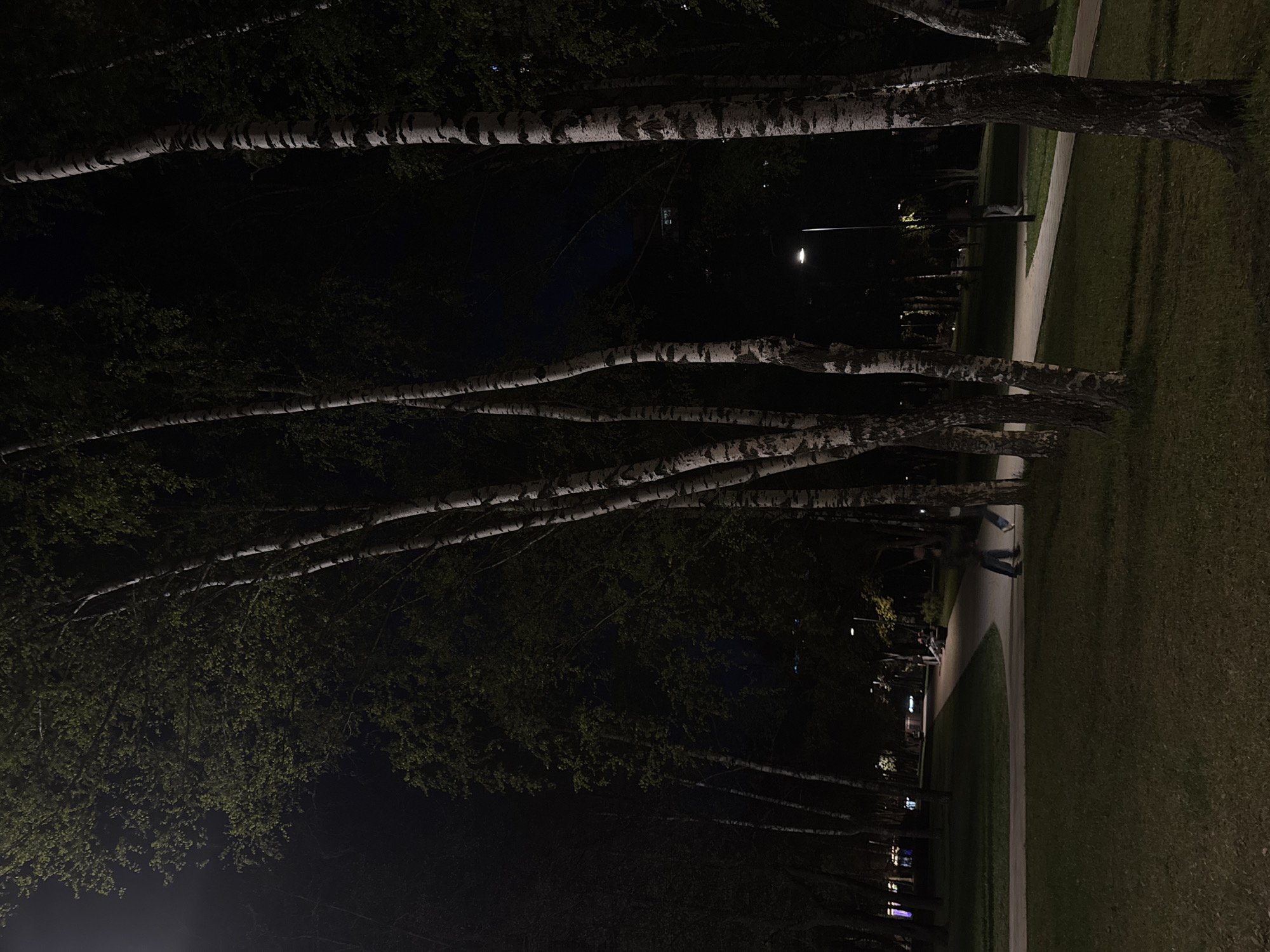 A nighttime scene in Izhevsk, Russia, shows a row of birch trees lining a pathway through a park or green space. The trees' distinctive white bark is visible despite the darkness. A person walks along the paved path. Streetlights are visible in the distance, illuminating the path and surrounding area. To the right of the path, there is a grassy area. The overall environment suggests a public park or recreational space within the city.