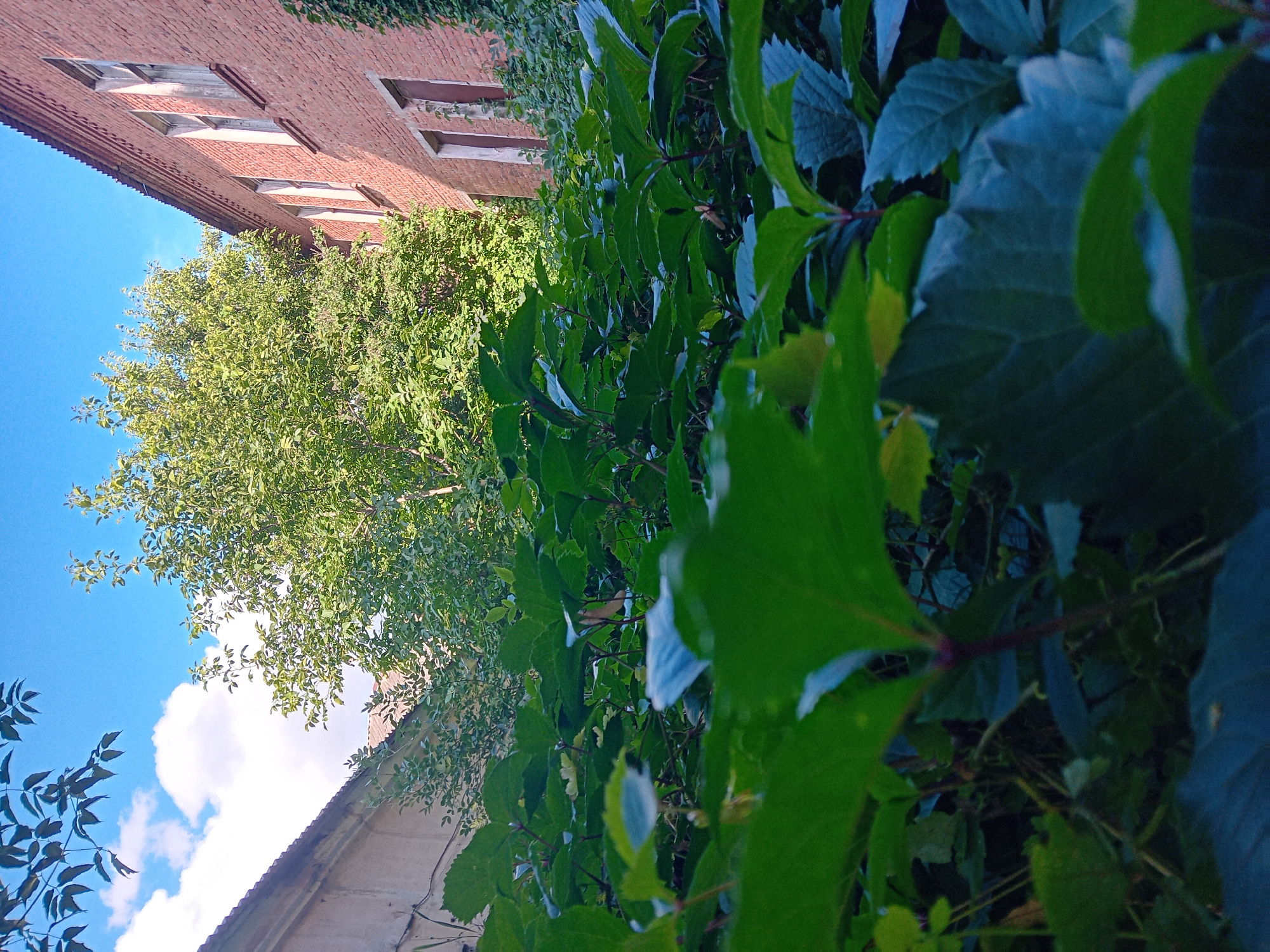 The image depicts a low-angle view of lush green foliage in the foreground, with a brick building and trees visible in the background under a clear blue sky with scattered clouds. The brick building, likely situated in Chuhuiv, Ukraine, appears to be an older structure with multiple windows and a corrugated roof. The surrounding vegetation suggests a natural or semi-natural environment within the city.