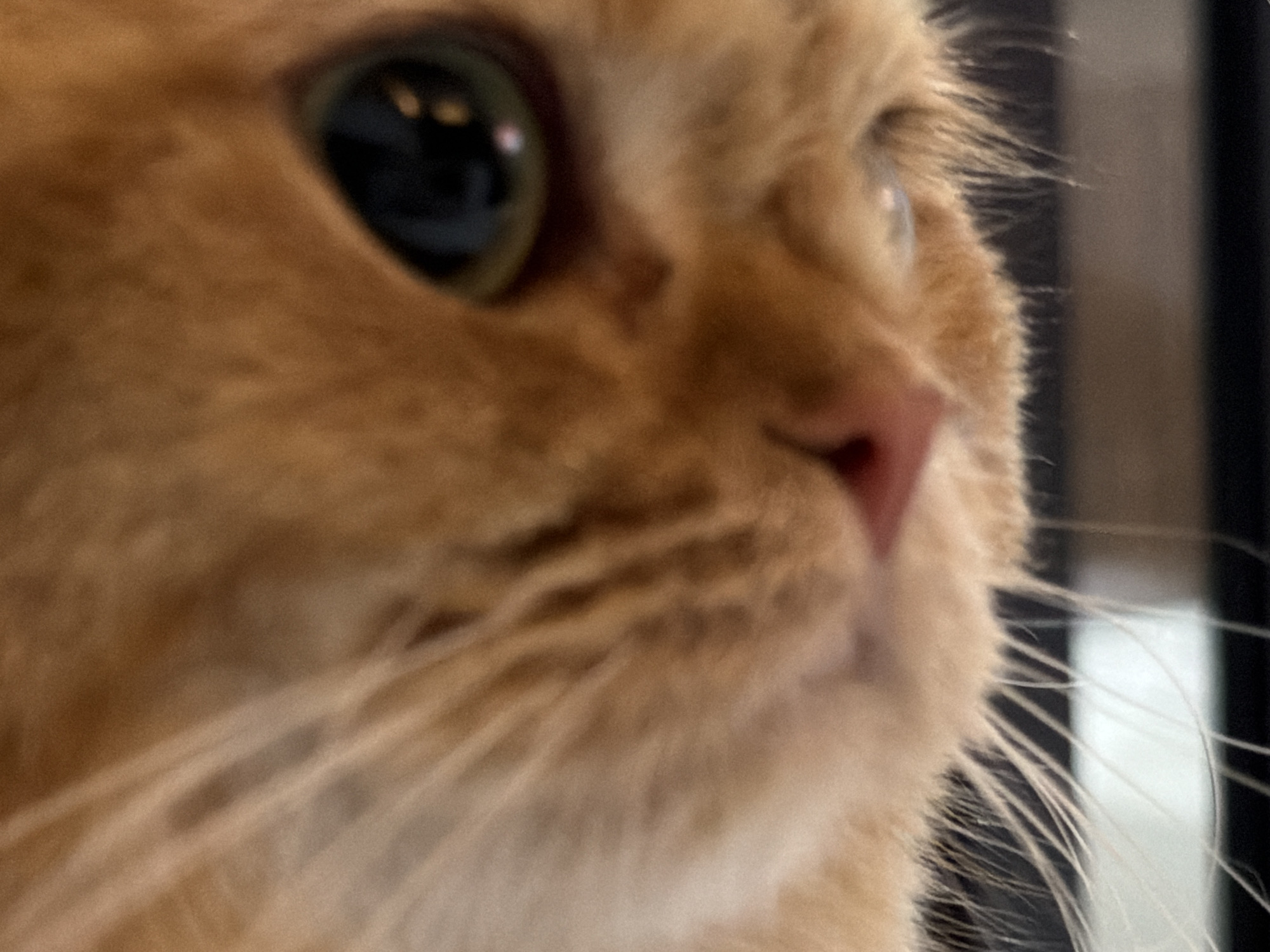 This is an extreme close-up, low-angle, shallow depth-of-field, indoor photograph of an orange tabby cat's face. The cat is looking to the right of the frame, with its left eye prominently in focus. The eye is large and dark, with reflections visible. The fur is a warm orange-brown, with some lighter ginger tones. The cat's nose is visible in the lower right quadrant of the image, and it appears pink. Long, white whiskers extend outwards from the muzzle. The background is blurred and consists of dark vertical lines, suggesting a setting with some sort of shelving or window blinds. There is no indication of Đà Nẵng, Vietnam in the image.