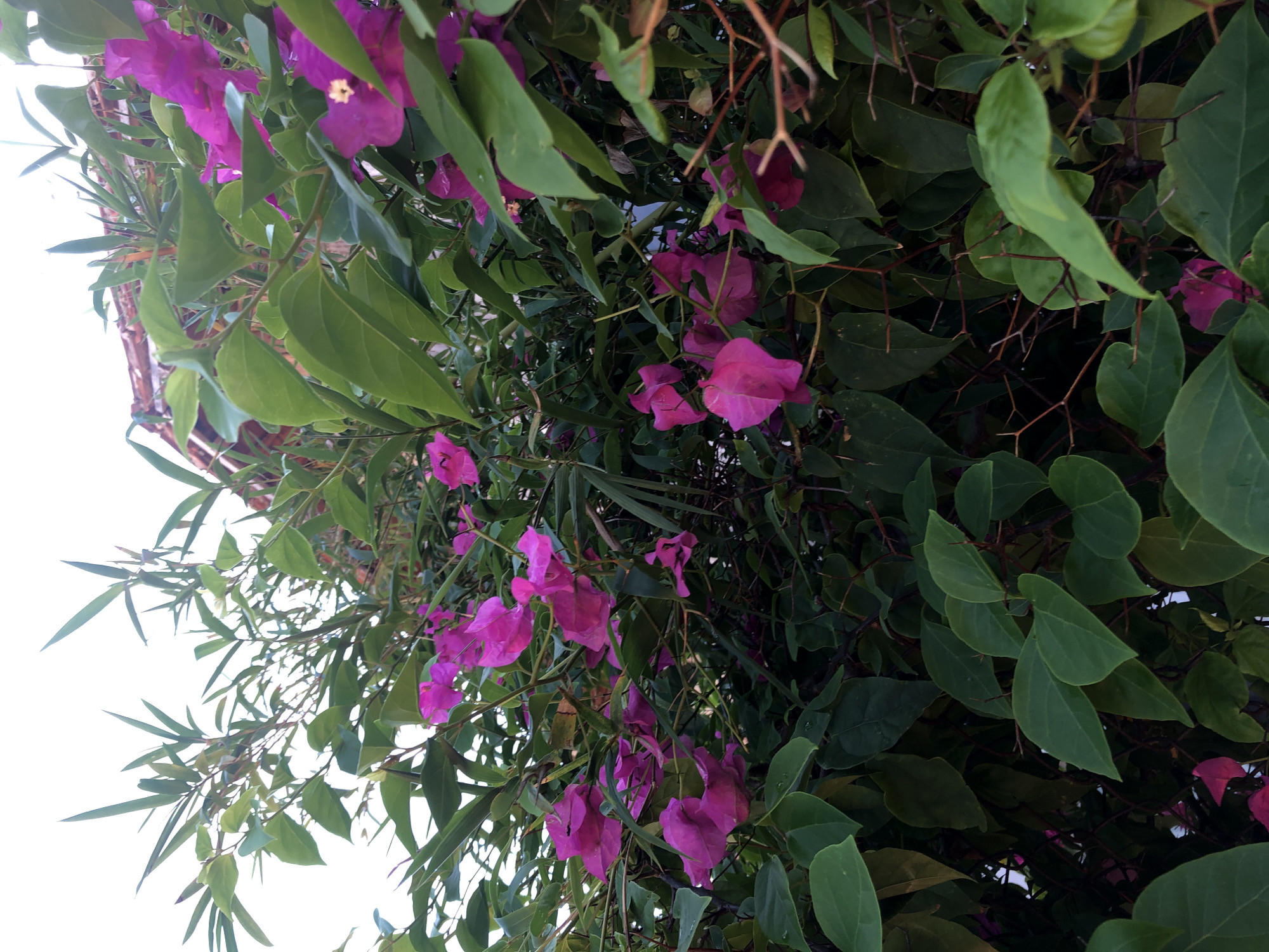 The image depicts a cluster of vibrant fuchsia bougainvillea flowers amidst lush green foliage. The flowers are in various stages of bloom, with some displaying delicate petals and others showing hints of their inner structures. The leaves are a deep, rich green, some appearing glossy, suggesting they may have been recently watered. Interspersed with the bougainvillea are thin, spiky branches, hinting at the thorny nature of the plant. The background is a soft, hazy white, possibly indicating an overcast sky or a very bright, diffused light source. The overall impression is one of natural beauty and organic growth. While the image itself does not explicitly show the city of Mũi Né, Vietnam, bougainvillea is a common and iconic plant found throughout tropical and subtropical regions, including Vietnam, often adorning walls, fences, and gardens in coastal towns like Mũi Né. The scene evokes a sense of warmth and a tropical atmosphere characteristic of such locations.