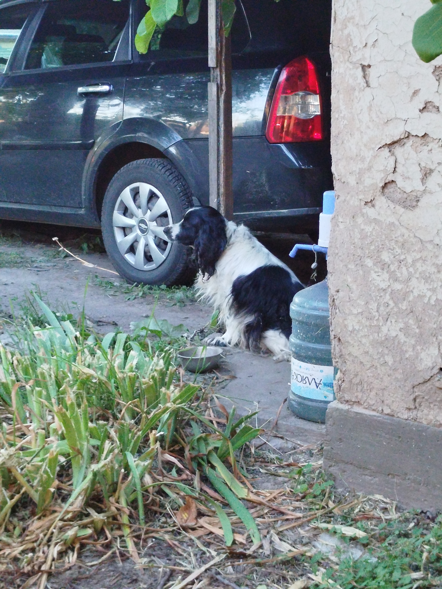 In the city of Nova Znamianka, Ukraine, a black and white dog with long fur is sitting on a dirt and grass surface next to a dark gray car. The dog is facing to its right, looking towards the car's rear wheel. A silver bowl is positioned in front of the dog. To the right of the dog, a large plastic water bottle with a blue dispenser is visible, partially obscured by a light-colored, textured wall. The car has a red taillight visible on its right rear. The environment appears to be an outdoor area with sparse vegetation and dry leaves on the ground.