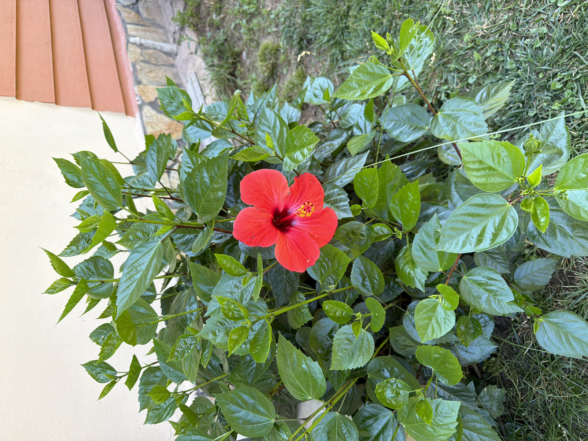A close-up, overhead shot captures a single bright red hibiscus flower in full bloom, its petals unfurled to reveal a prominent stamen tipped with yellow pollen. The flower is nestled within a dense bush of vibrant green, glossy leaves. The leaves are varied in size and shape, with some showing serrated edges and others smooth. The bush itself appears lush and healthy, with thin, reddish-brown stems supporting the foliage.
To the left of the bush, a portion of a building is visible. The wall is painted a light, creamy yellow, and above it, there is a section of roof tiles with a warm, terracotta hue, arranged in parallel rows. To the right of the bush, the ground is covered with a mix of green grass and exposed soil, suggesting an outdoor setting. Some blades of grass are short and dense, while others are longer and sparser, with a few dried, brown stems interspersed. The overall lighting suggests it is daytime, likely with bright, natural light illuminating the scene. No people are visible in the image, and no text is present. The scene evokes a sense of natural beauty and tranquility.