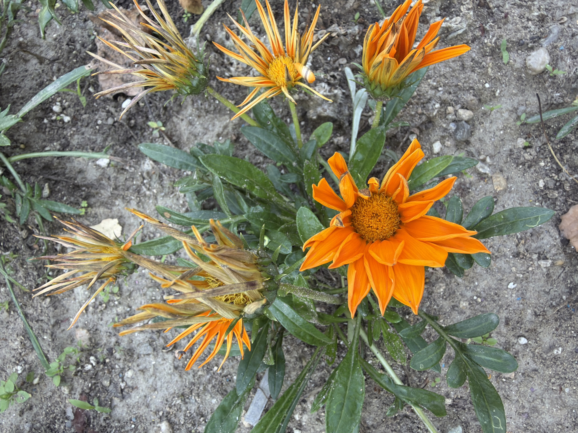 The image captures a close-up, overhead view of several Gazania flowers, commonly known as treasure flowers, blooming amidst dry, sandy soil speckled with small pebbles and sparse green vegetation. One prominent orange Gazania is in full bloom in the lower center of the frame, its petals radiating outwards from a textured, dark orange center. To its left, another Gazania is partially bloomed, displaying vibrant orange petals against a backdrop of withered brown and yellow petals. Above these, two more Gazanias are in various stages of bloom and wilting, with some showing bright orange petals while others are dominated by dry, spiky brown and yellow structures. The leaves of the Gazania plants are a deep green, some appearing slightly dusty. The ground is a mixture of light grey and brown soil, with a few larger pebbles and scattered dry leaves. There are no people or animals visible in the scene. The lighting suggests an outdoor environment, possibly during daylight hours. The specific location in the city of Pazardzhik, Bulgaria, cannot be determined from the visual information provided in the image.