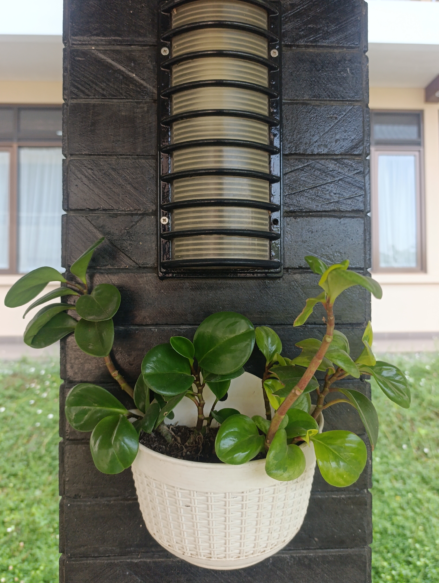 A horizontal, medium shot captures a light fixture mounted on a dark, textured pillar, with a potted plant hanging from the pillar below the light. The pillar is constructed from dark, rectangular blocks, with visible texture and horizontal lines. The light fixture is rectangular with a ribbed, translucent cover and a dark frame, attached to the pillar with screws. Below the light, a white, woven pot holds a leafy green plant. The plant has thick, glossy, oval-shaped leaves on thin, reddish-brown stems. The background shows a blurred view of a building with windows and curtains, and beyond that, a green, grassy area with small white flowers, suggesting an outdoor setting in Cihanjuang, Indonesia.